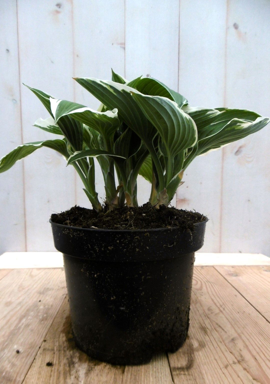 https://cdn.warentuin.nl/media/catalog/product/1/7/1728149900041412_2_warentuin_vaste_plant_hosta_groenwit_vaste_plant_1_3a23.jpg