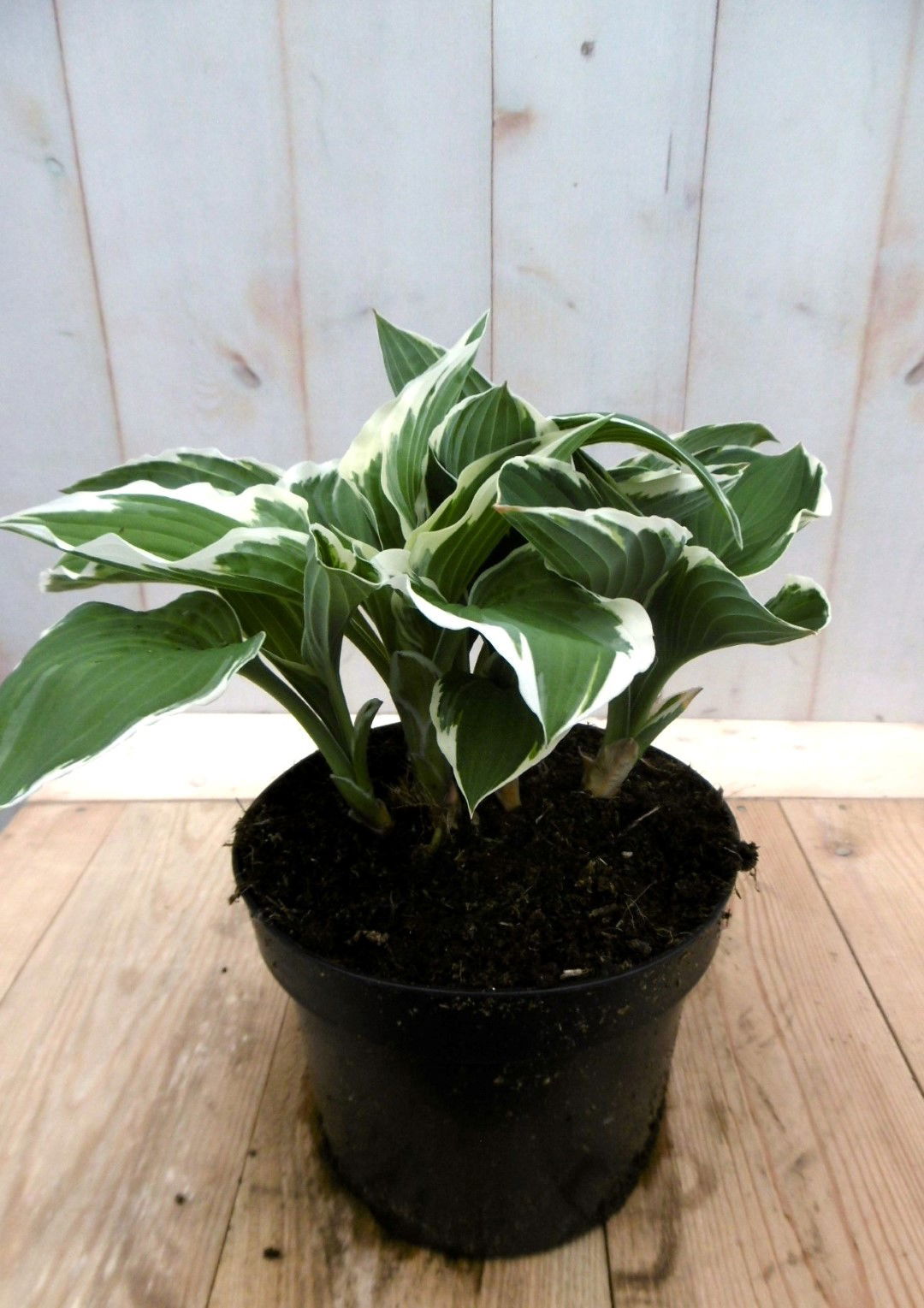 https://cdn.warentuin.nl/media/catalog/product/1/7/1728149900041412_warentuin_vaste_plant_hosta_groenwit_vaste_plant_1_9ad5.jpg