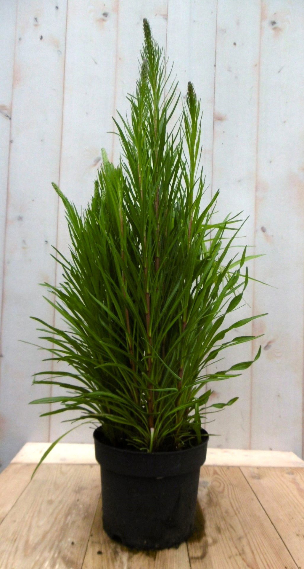 https://cdn.warentuin.nl/media/catalog/product/1/7/1728149900041416_2_warentuin_vaste_plant_kattestaart_liatris_50_cm_vaste_plant__33dc.jpg