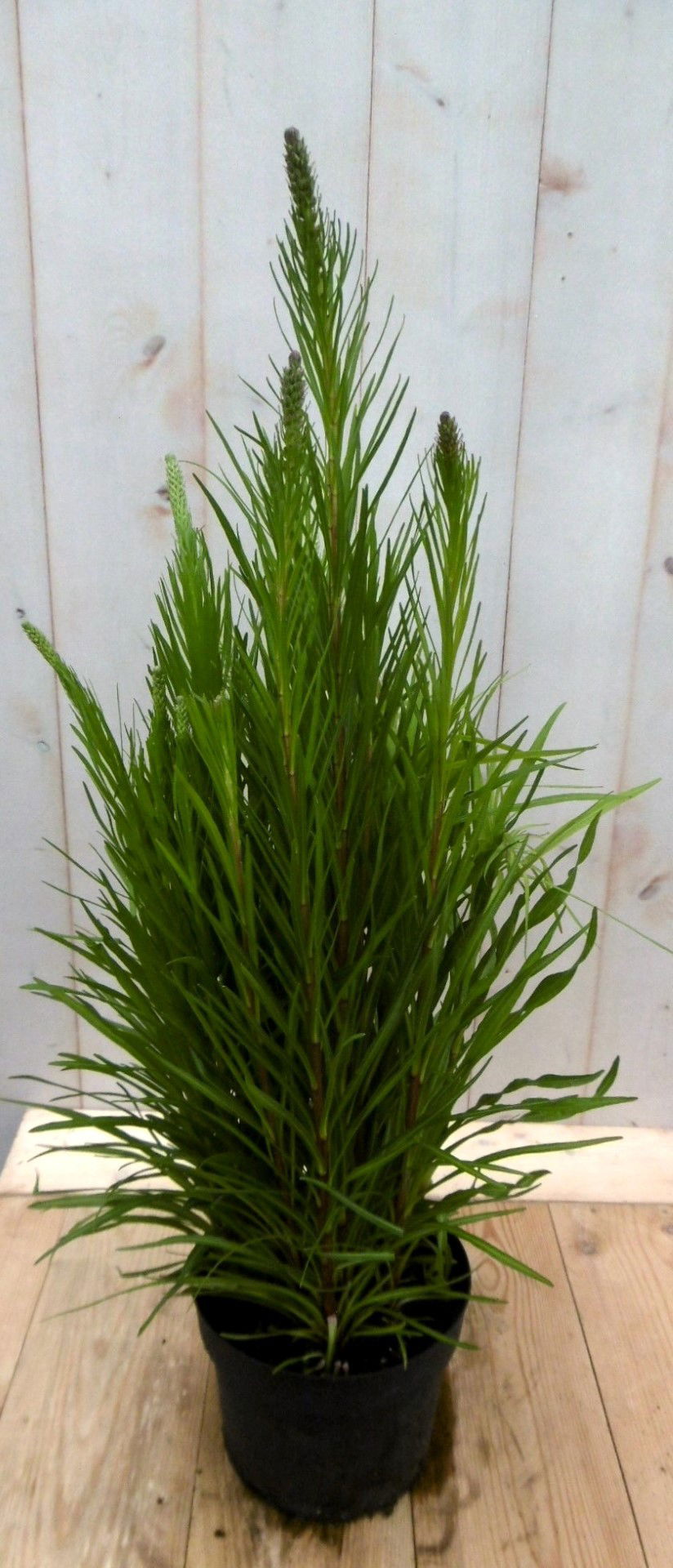https://cdn.warentuin.nl/media/catalog/product/1/7/1728149900041416_warentuin_vaste_plant_kattestaart_liatris_50_cm_vaste_plant_1_330a.jpg