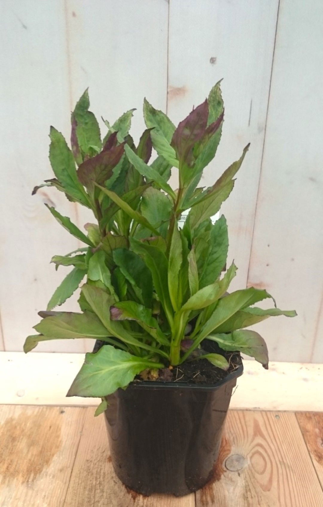 https://cdn.warentuin.nl/media/catalog/product/1/7/1728149900041419_warentuin_vaste_plant_lobelia_rood_vaste_plant_1_c0ef.jpg