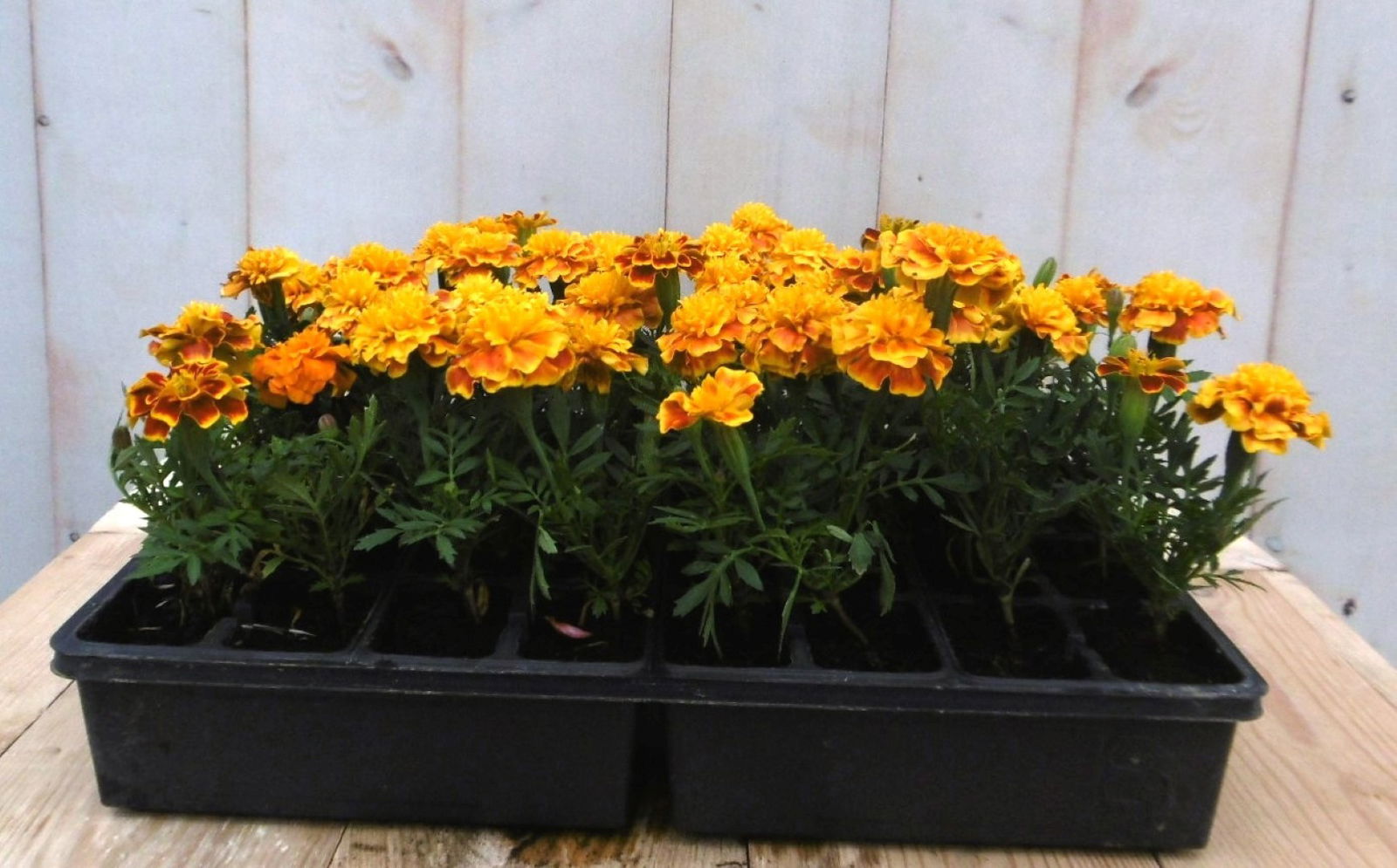 https://cdn.warentuin.nl/media/catalog/product/1/7/1728149900041427_2_warentuin_eenjarige_plant_afrikaantjes_geel_eenjarige_plant__0836.jpg