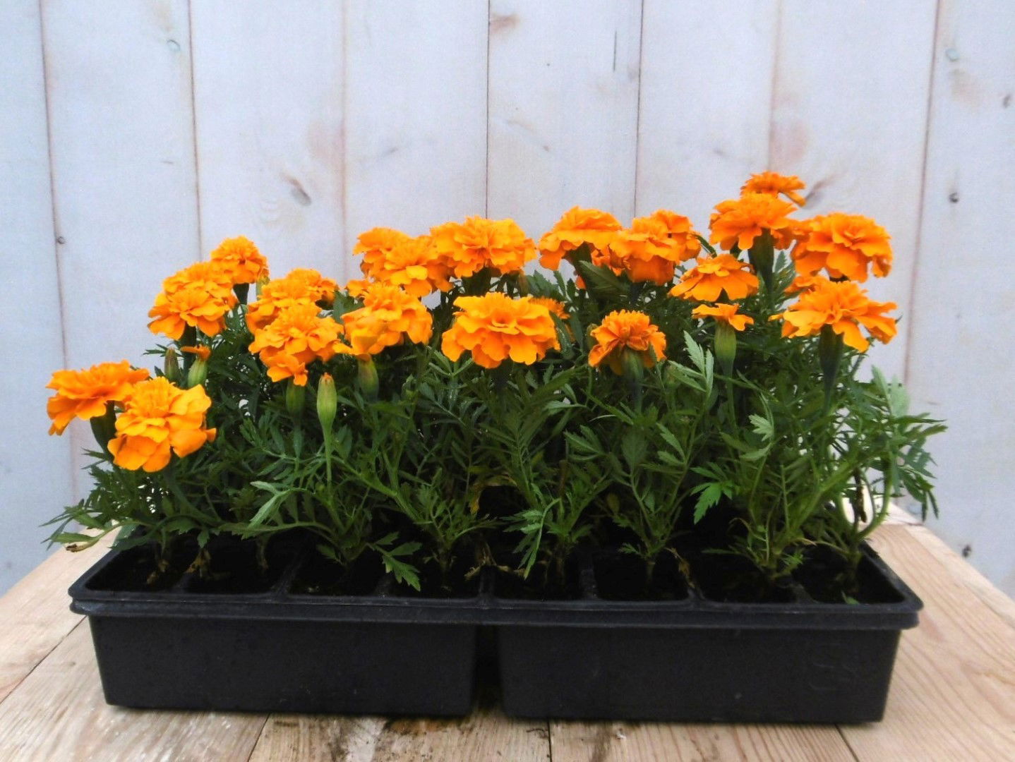 https://cdn.warentuin.nl/media/catalog/product/1/7/1728149900041428_2_warentuin_eenjarige_plant_afrikaantjes_oranje_eenjarige_plan_a77c.jpg