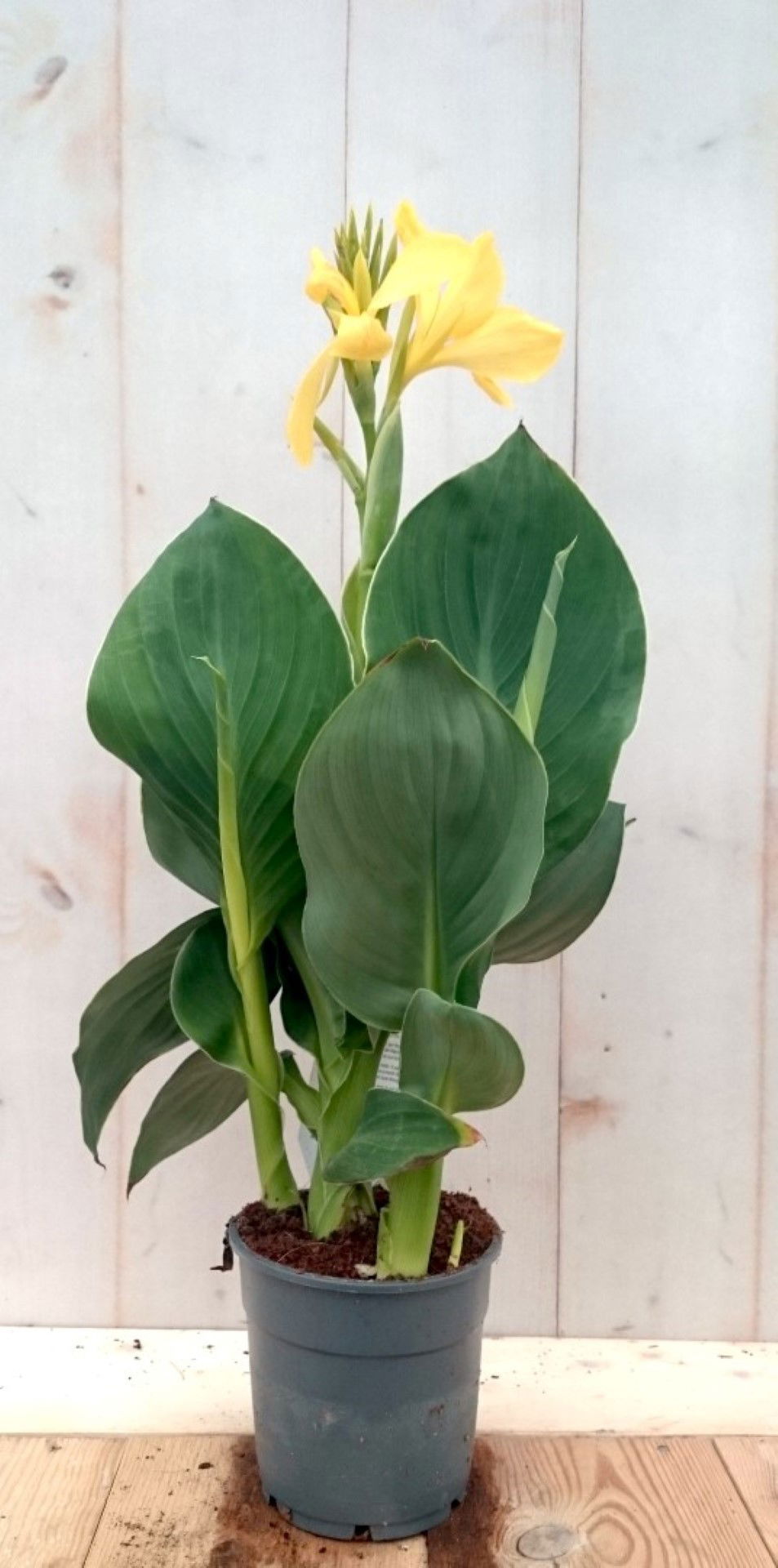 https://cdn.warentuin.nl/media/catalog/product/1/7/1728149900041431_2_warentuin_eenjarige_plant_canna_geeloranje_eenjarige_plant_1_442d.jpg