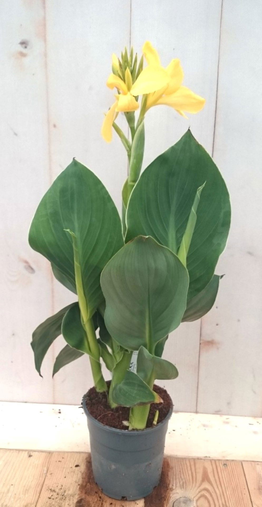 https://cdn.warentuin.nl/media/catalog/product/1/7/1728149900041431_warentuin_eenjarige_plant_canna_geeloranje_eenjarige_plant_1_a73e.jpg