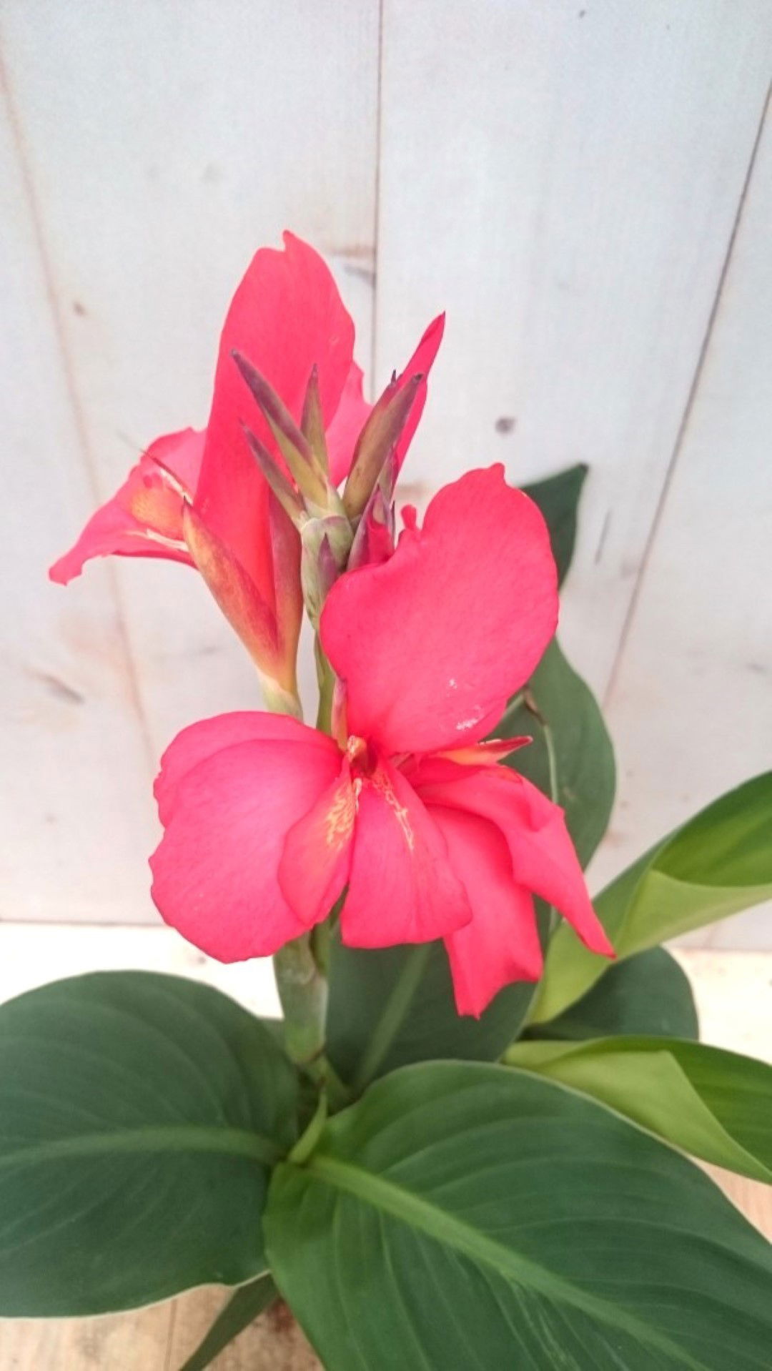 https://cdn.warentuin.nl/media/catalog/product/1/7/1728149900041432_2_warentuin_eenjarige_plant_canna_rozerood_eenjarige_plant_1_4e93.jpg