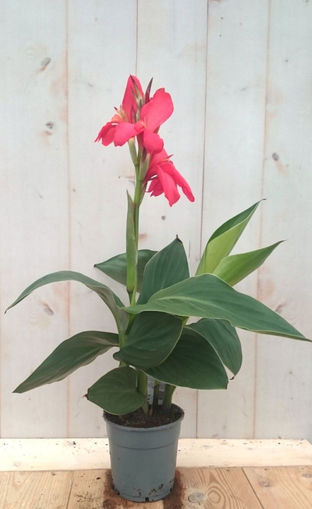 https://cdn.warentuin.nl/media/catalog/product/1/7/1728149900041432_warentuin_eenjarige_plant_canna_rozerood_eenjarige_plant_1_a141.jpg