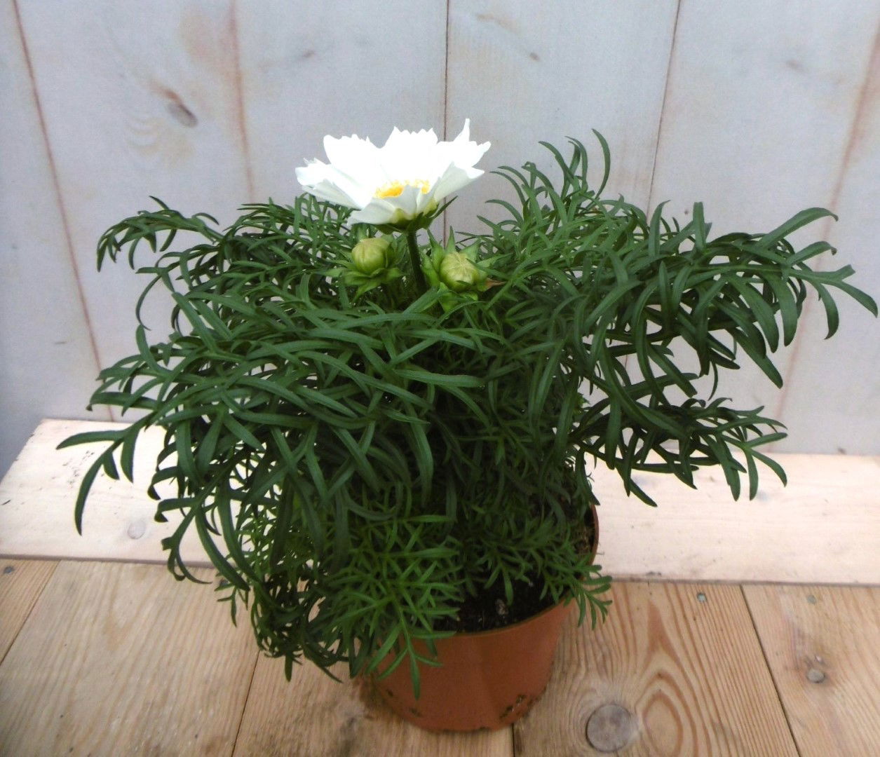 https://cdn.warentuin.nl/media/catalog/product/1/7/1728149900041437_warentuin_eenjarige_plant_cosmea_wit_eenjarige_plant_1_00d0.jpg