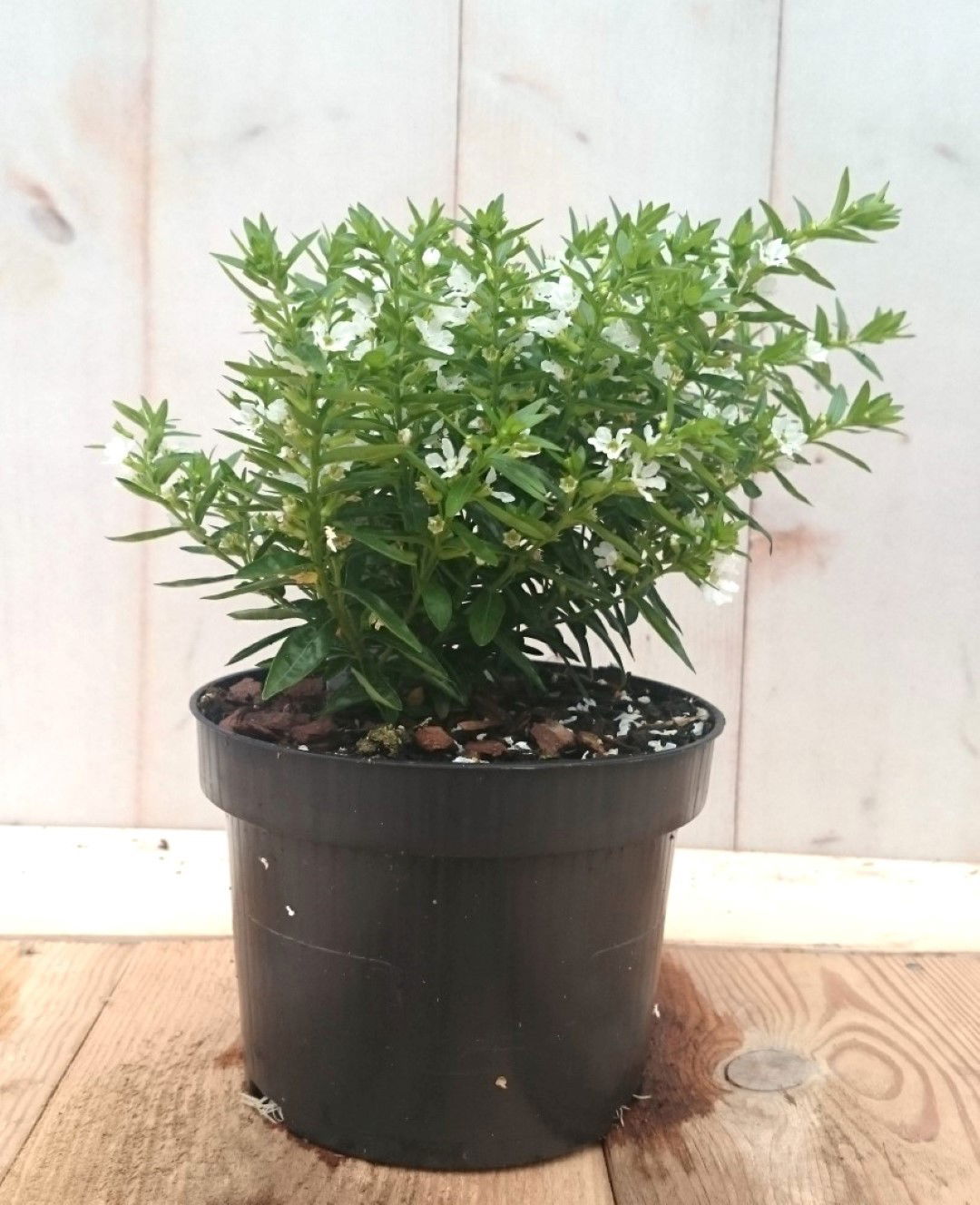 https://cdn.warentuin.nl/media/catalog/product/1/7/1728149900041438_2_warentuin_eenjarige_plant_luciferplant_wit_eenjarige_plant_1_9c6e.jpg