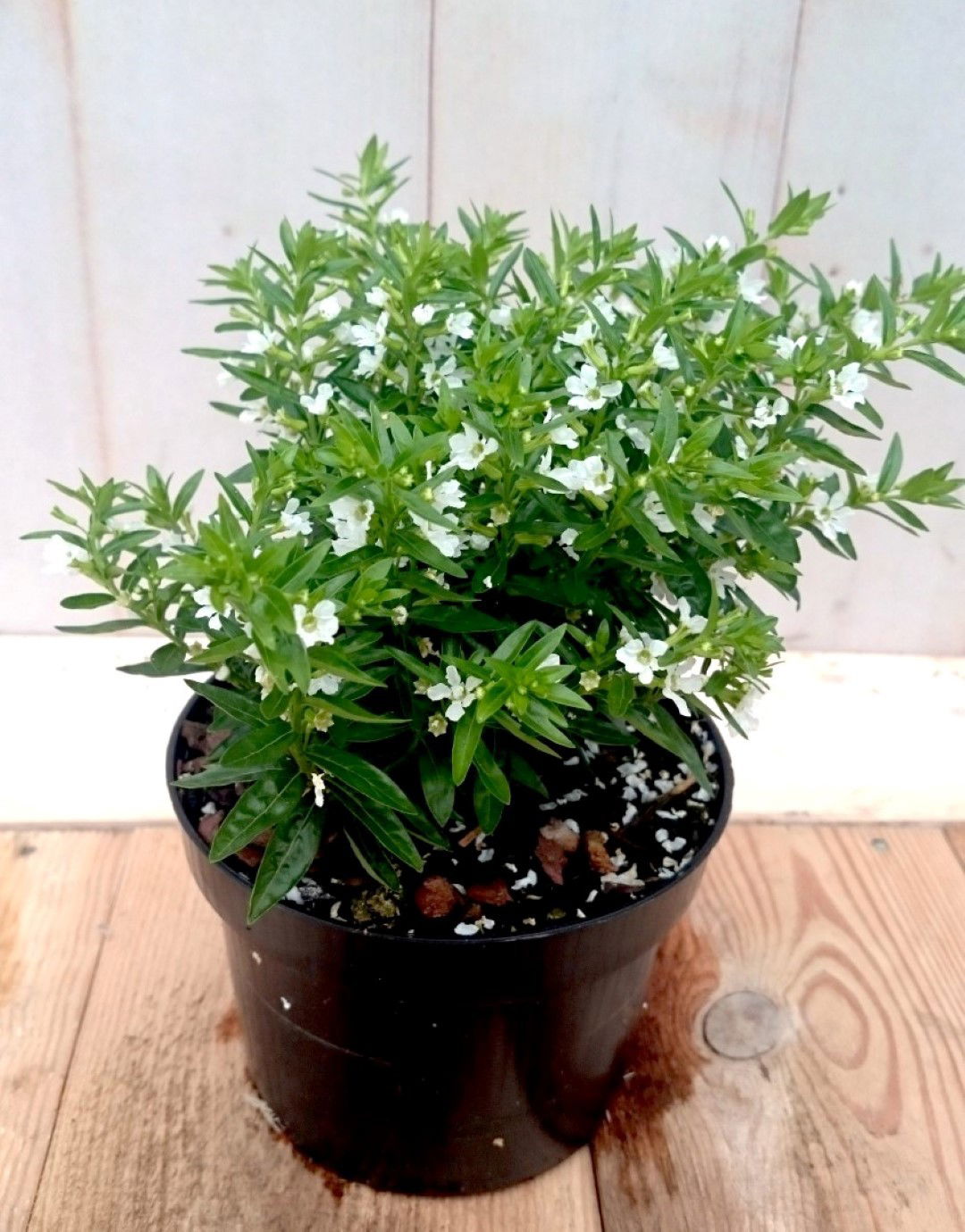 Warentuin natuurlijk 3 stuks! Luciferplant wit - 