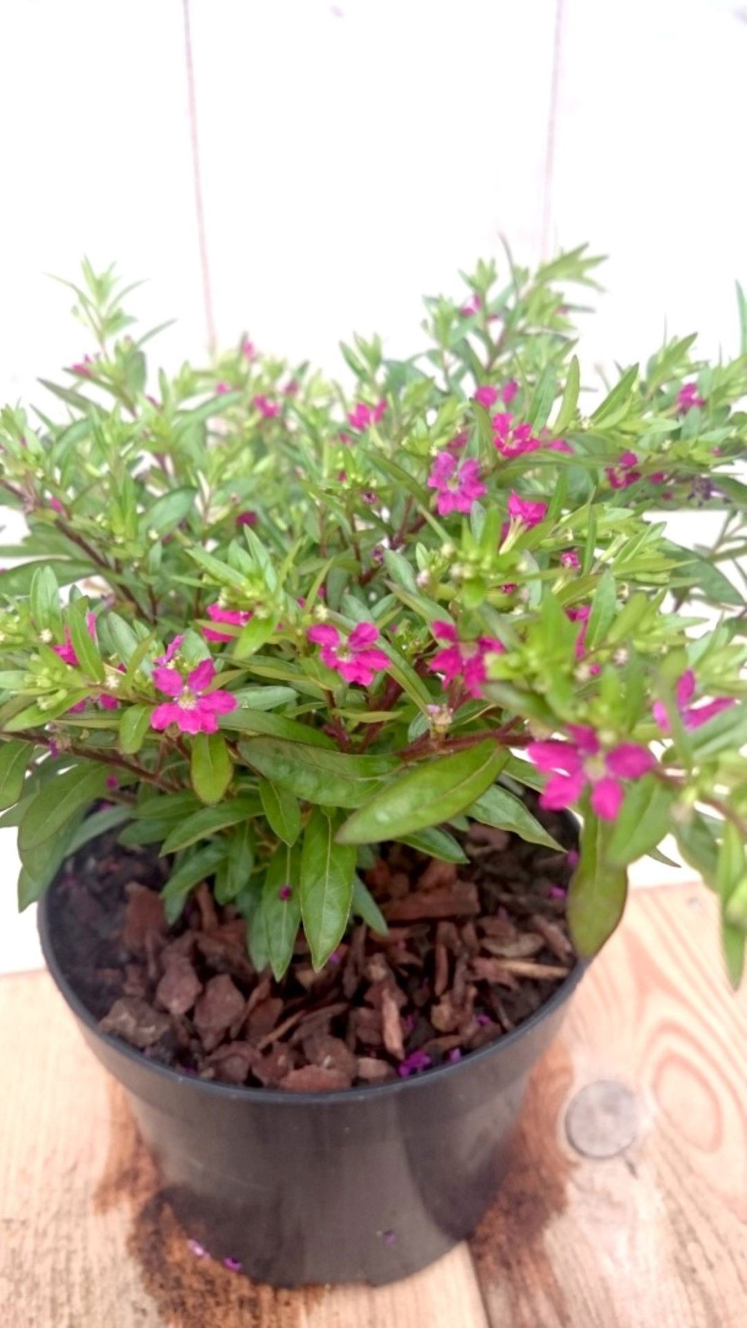 https://cdn.warentuin.nl/media/catalog/product/1/7/1728149900041439_2_warentuin_eenjarige_plant_luciferplant_rood_eenjarige_plant__0aa0.jpg