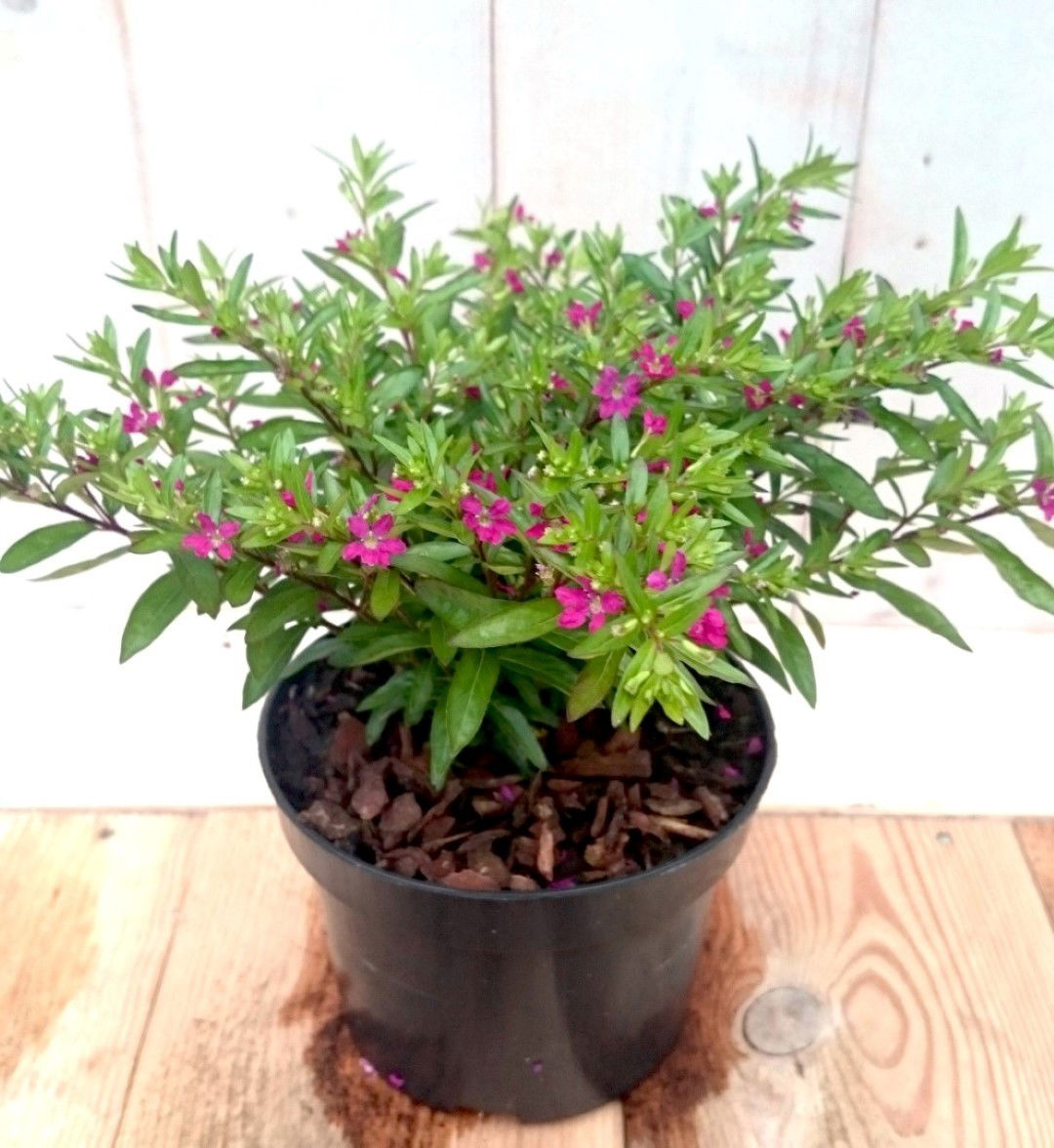 Warentuin natuurlijk 3 stuks! Luciferplant rood - 