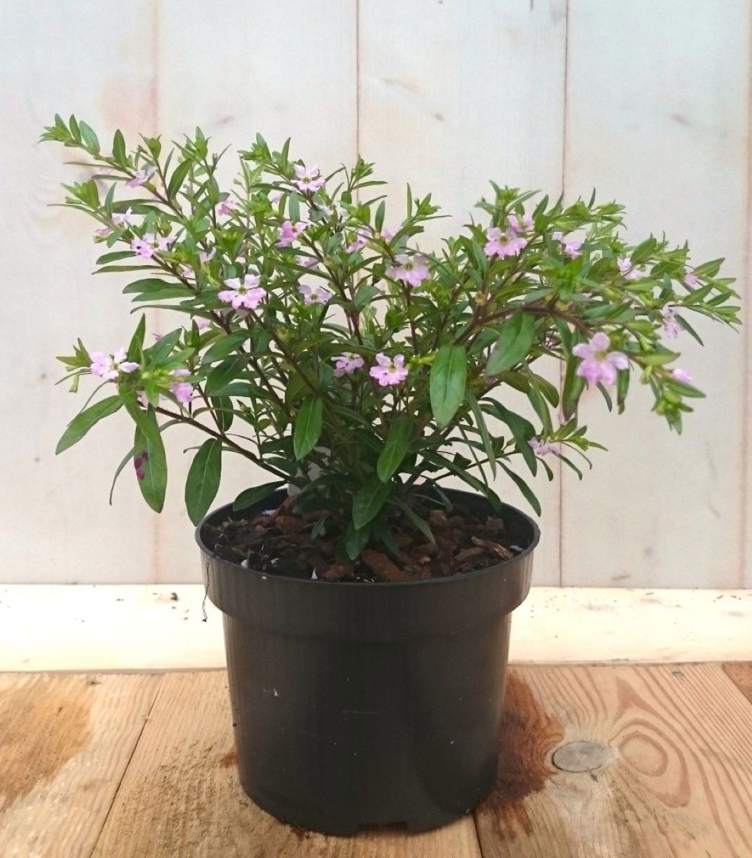 https://cdn.warentuin.nl/media/catalog/product/1/7/1728149900041440_2_warentuin_eenjarige_plant_luciferplant_roze_eenjarige_plant__4bf9.jpg