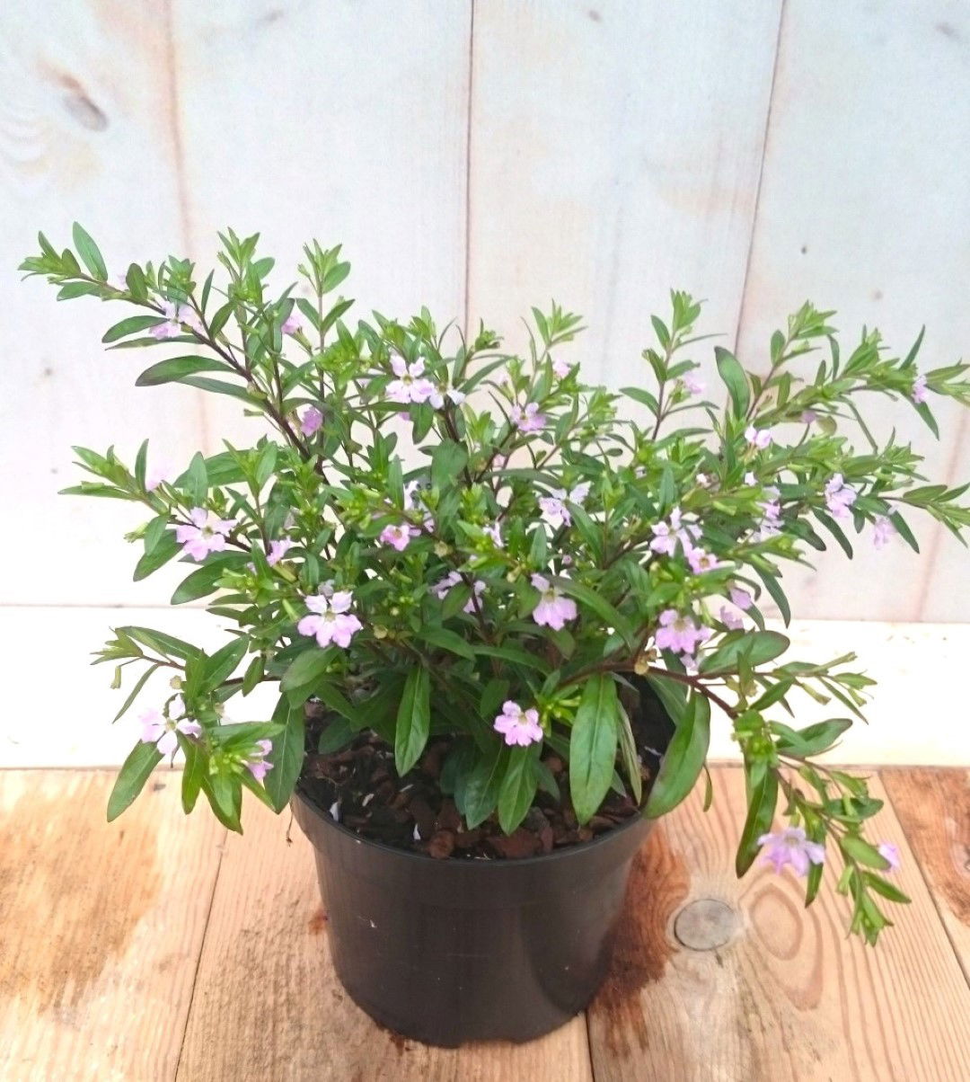 Warentuin natuurlijk 3 stuks! Luciferplant roze - 