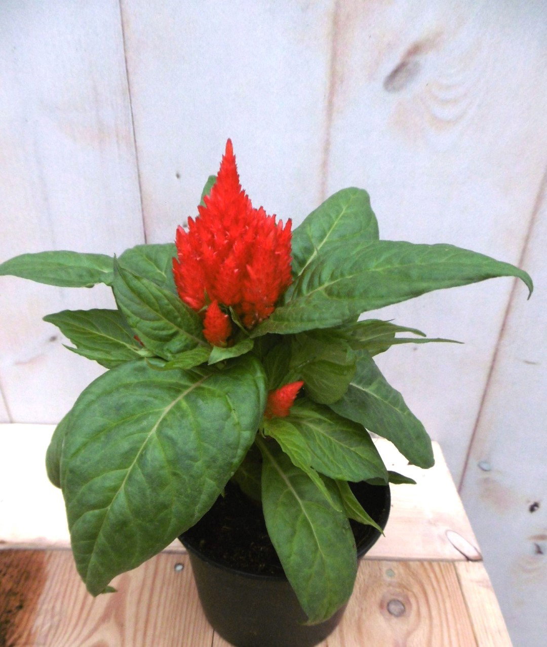 3 stuks! Perkplant Hanekam plumosa rood Celosia Warentuin Natuurlijk - Warentuin natuurlijk