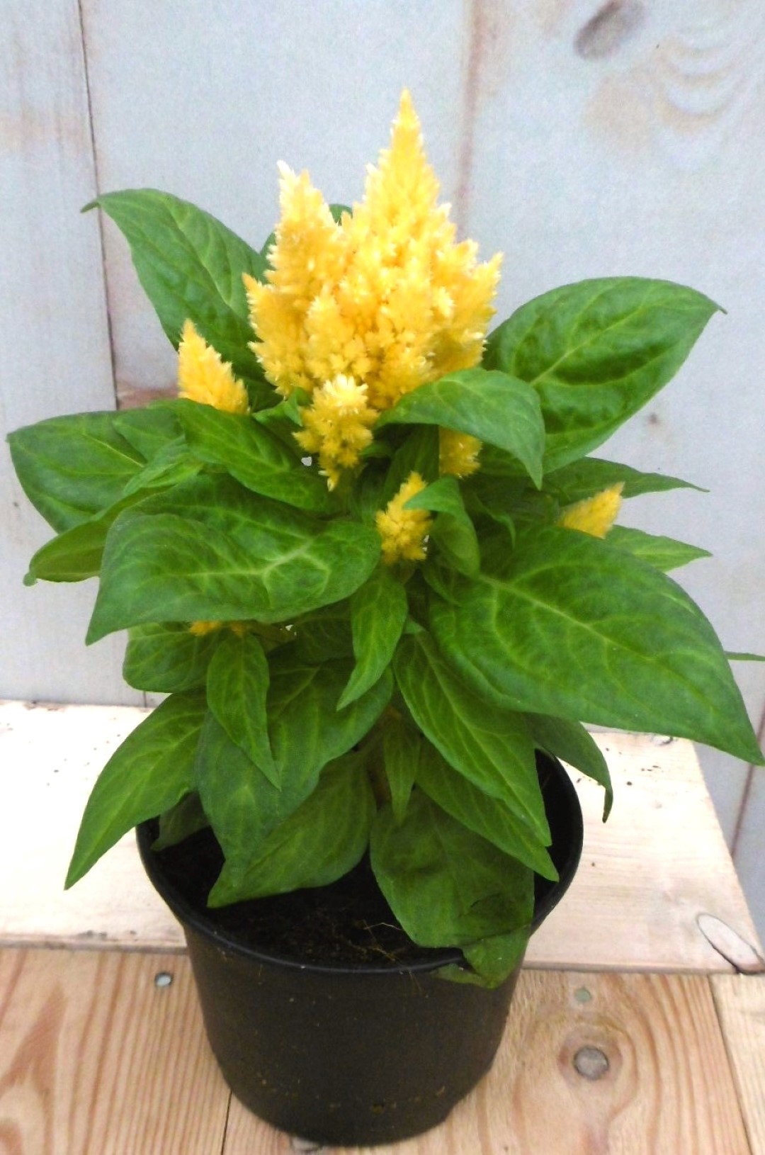 3 stuks! Perkplant Hanekam plumosa geel Celosia Warentuin Natuurlijk - Warentuin natuurlijk