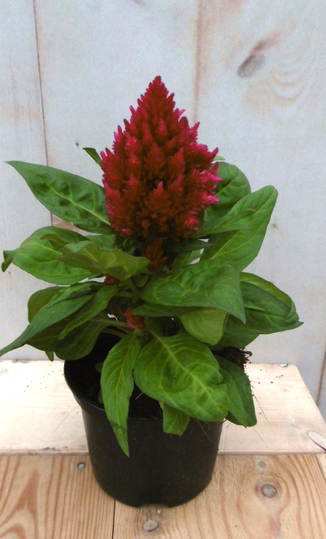 3 stuks! Perkplant Hanekam plumosa roze Celosia Warentuin Natuurlijk - Warentuin natuurlijk