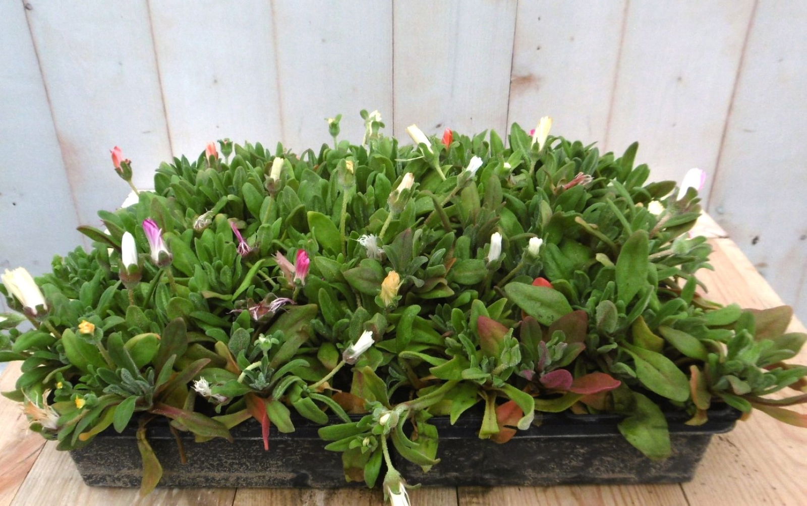 Warentuin natuurlijk ijsbloempjes 24 stuks - 