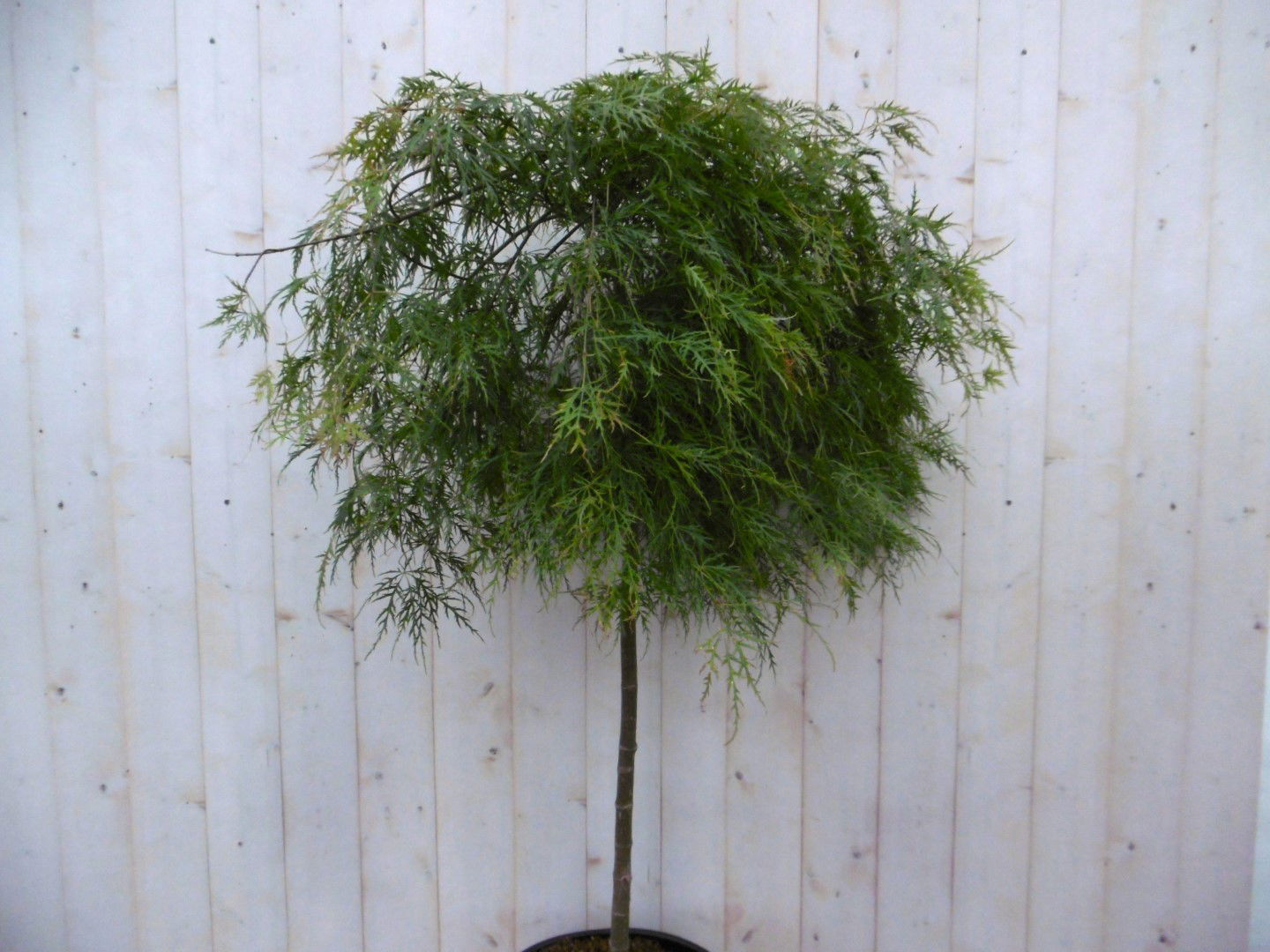 https://cdn.warentuin.nl/media/catalog/product/1/7/1728149900041484_2_warentuin_boom_japanse_esdoorn_groen_smal_blad_stamhoogte_80_9572.jpg