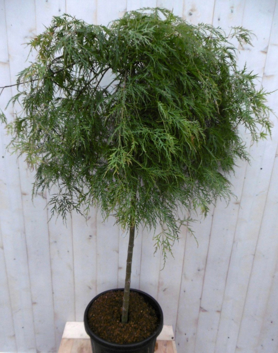 https://cdn.warentuin.nl/media/catalog/product/1/7/1728149900041484_warentuin_boom_japanse_esdoorn_groen_smal_blad_stamhoogte_80_c_1dd5.jpg