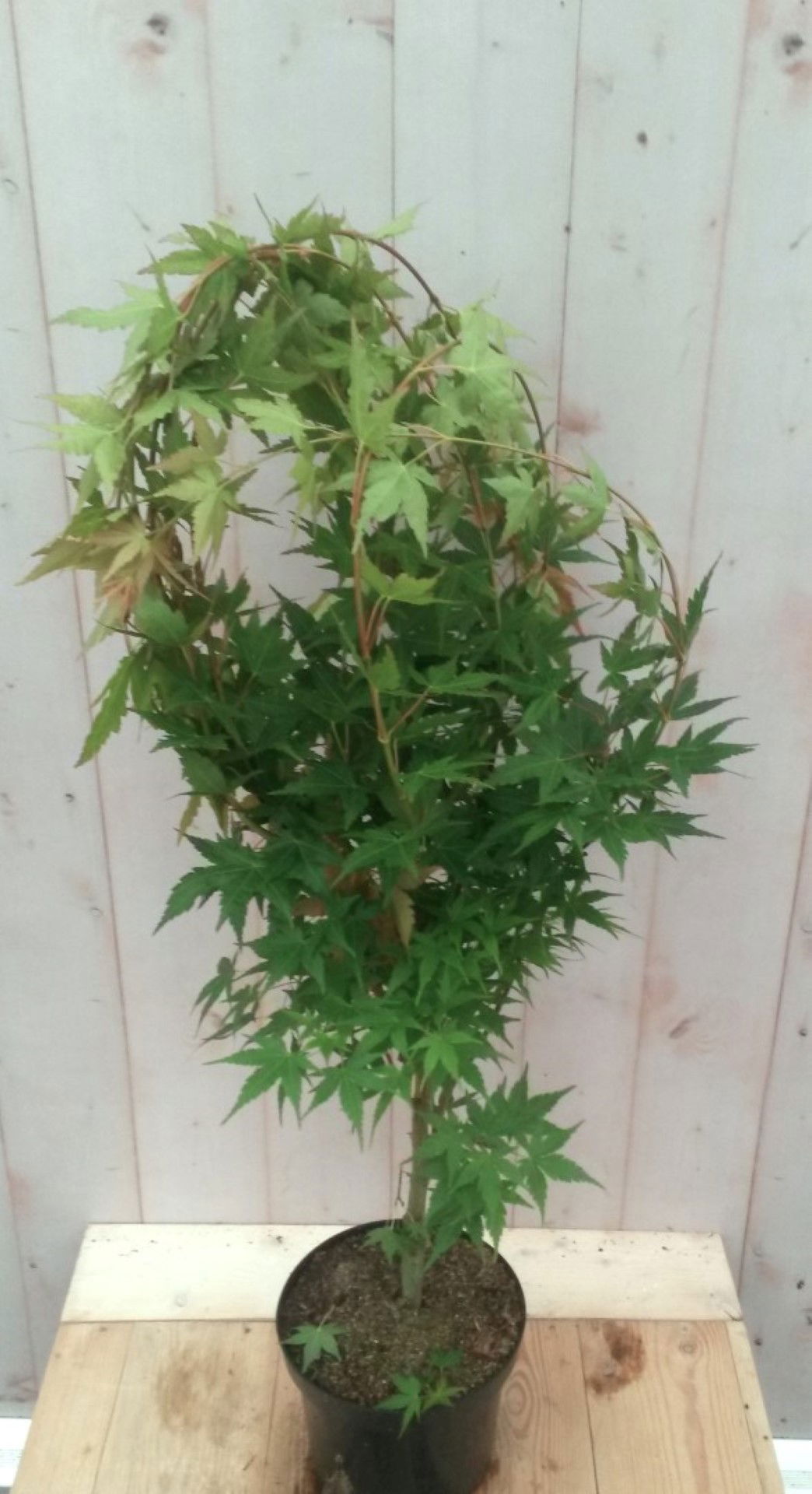 https://cdn.warentuin.nl/media/catalog/product/1/7/1728149900041485_warentuin_boom_japanse_esdoorn_groen_groot_blad_boom_1_4c2f.jpg