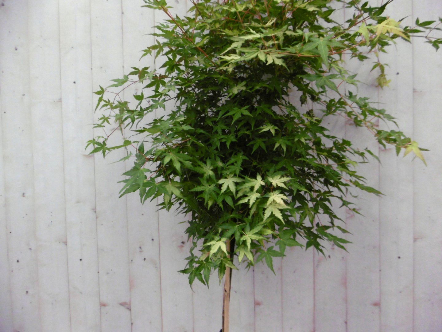 https://cdn.warentuin.nl/media/catalog/product/1/7/1728149900041486_2_warentuin_boom_japanse_esdoorn_groen_grootblad_stamhoogte_10_b85a.jpg
