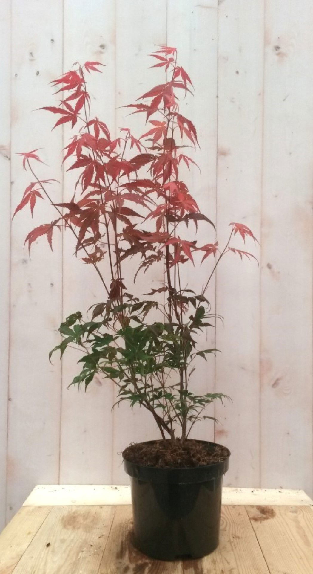 Warentuin natuurlijk Japanse esdoorn rood groot blad 90 cm struikje - 
