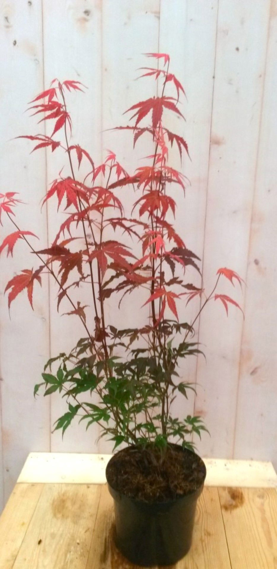 https://cdn.warentuin.nl/media/catalog/product/1/7/1728149900041487_warentuin_boom_japanse_esdoorn_rood_groot_blad_boom_1_fac3.jpg