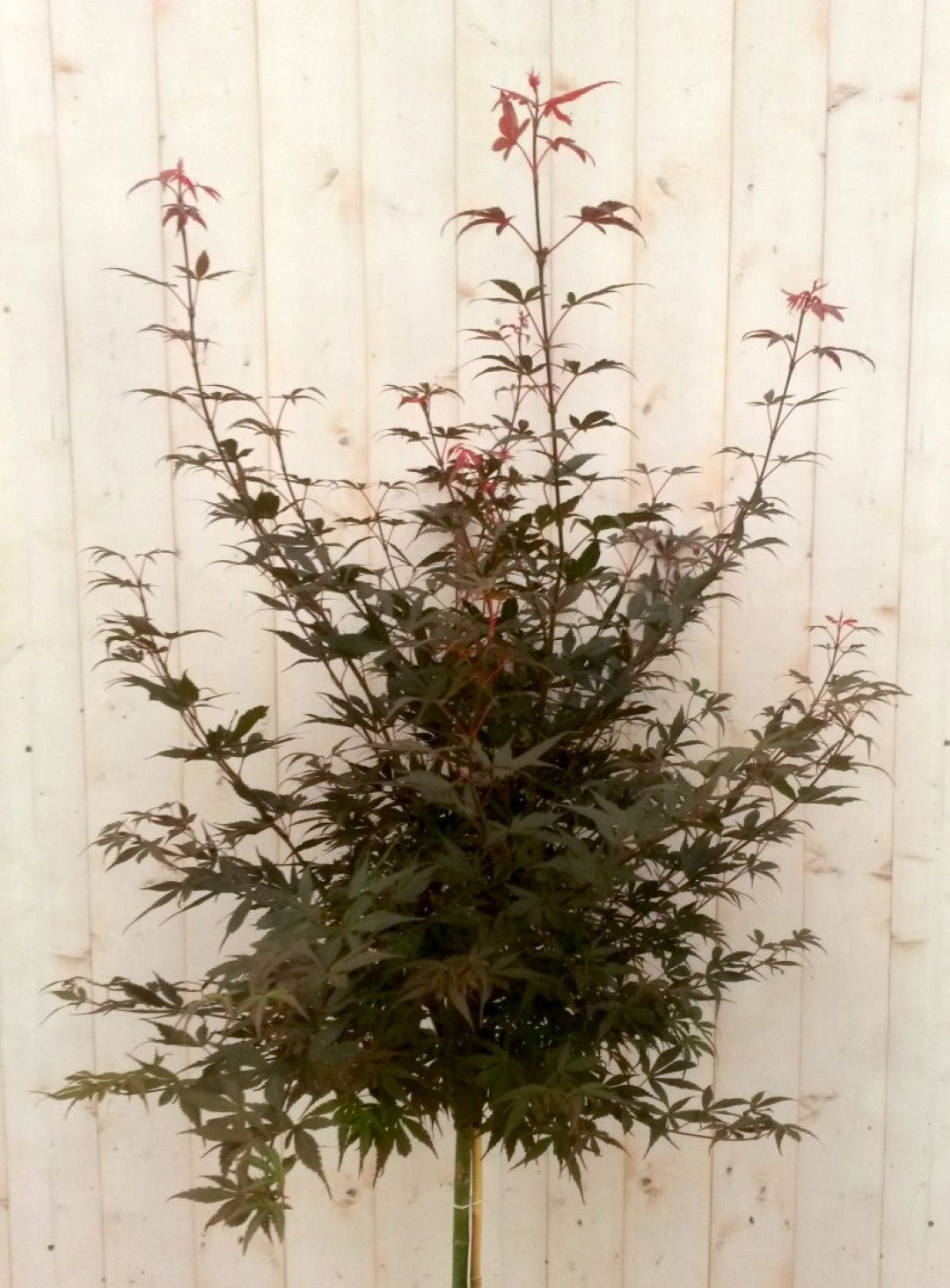https://cdn.warentuin.nl/media/catalog/product/1/7/1728149900041488_2_warentuin_boom_japanse_esdoorn_rood_groot_blad_stamhoogte_10_46e4.jpg