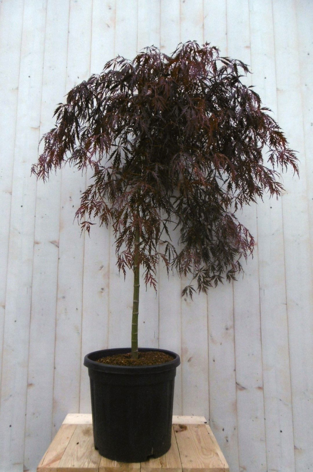 https://cdn.warentuin.nl/media/catalog/product/1/7/1728149900041489_2_warentuin_boom_japanse_esdoorn_rood_smal_blad_stamhoogte_80__dc3a.jpg