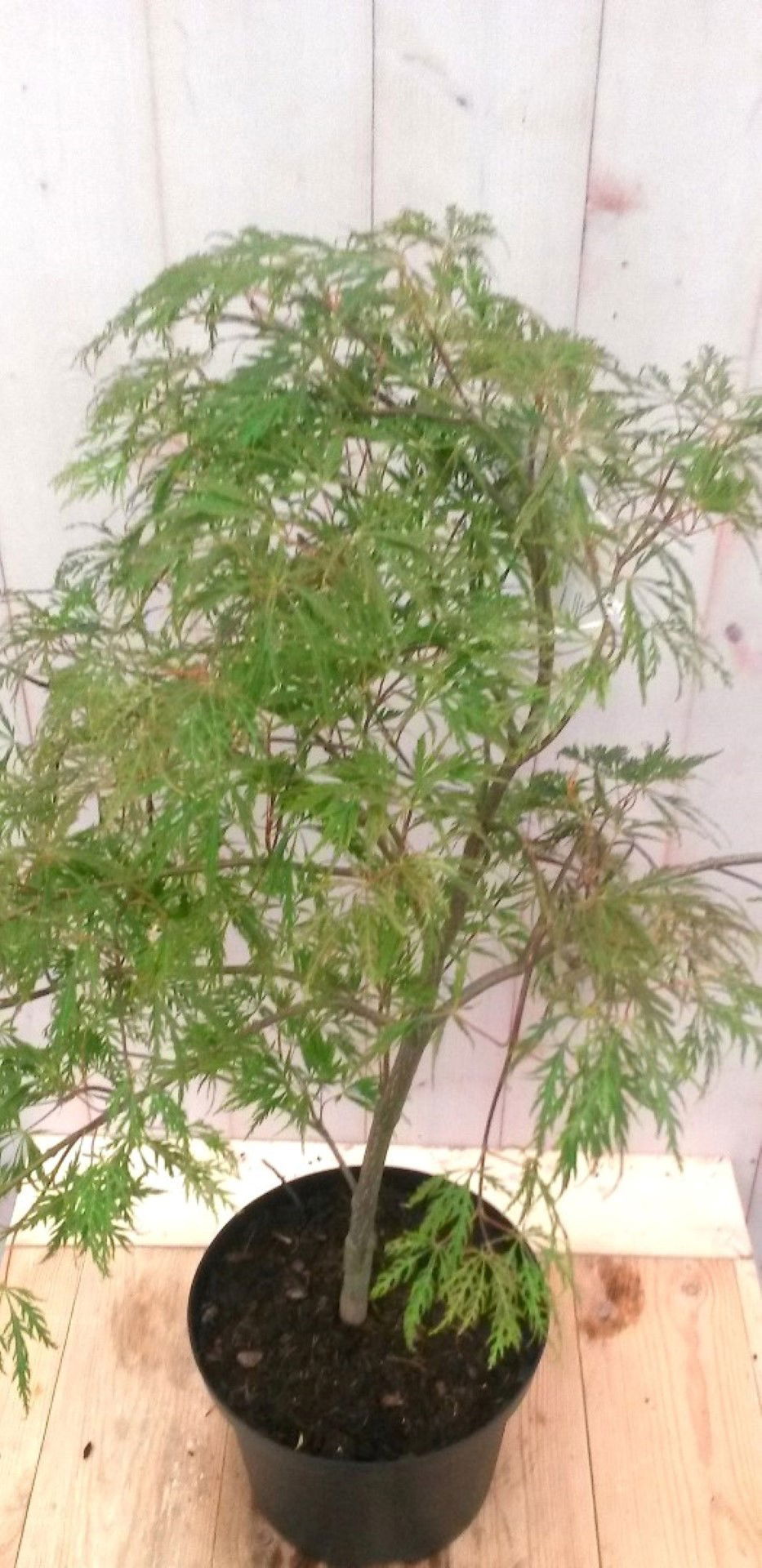 https://cdn.warentuin.nl/media/catalog/product/1/7/1728149900041490_2_warentuin_struik_japanse_esdoorn_groen_smal_blad_struikje_90_5797.jpg