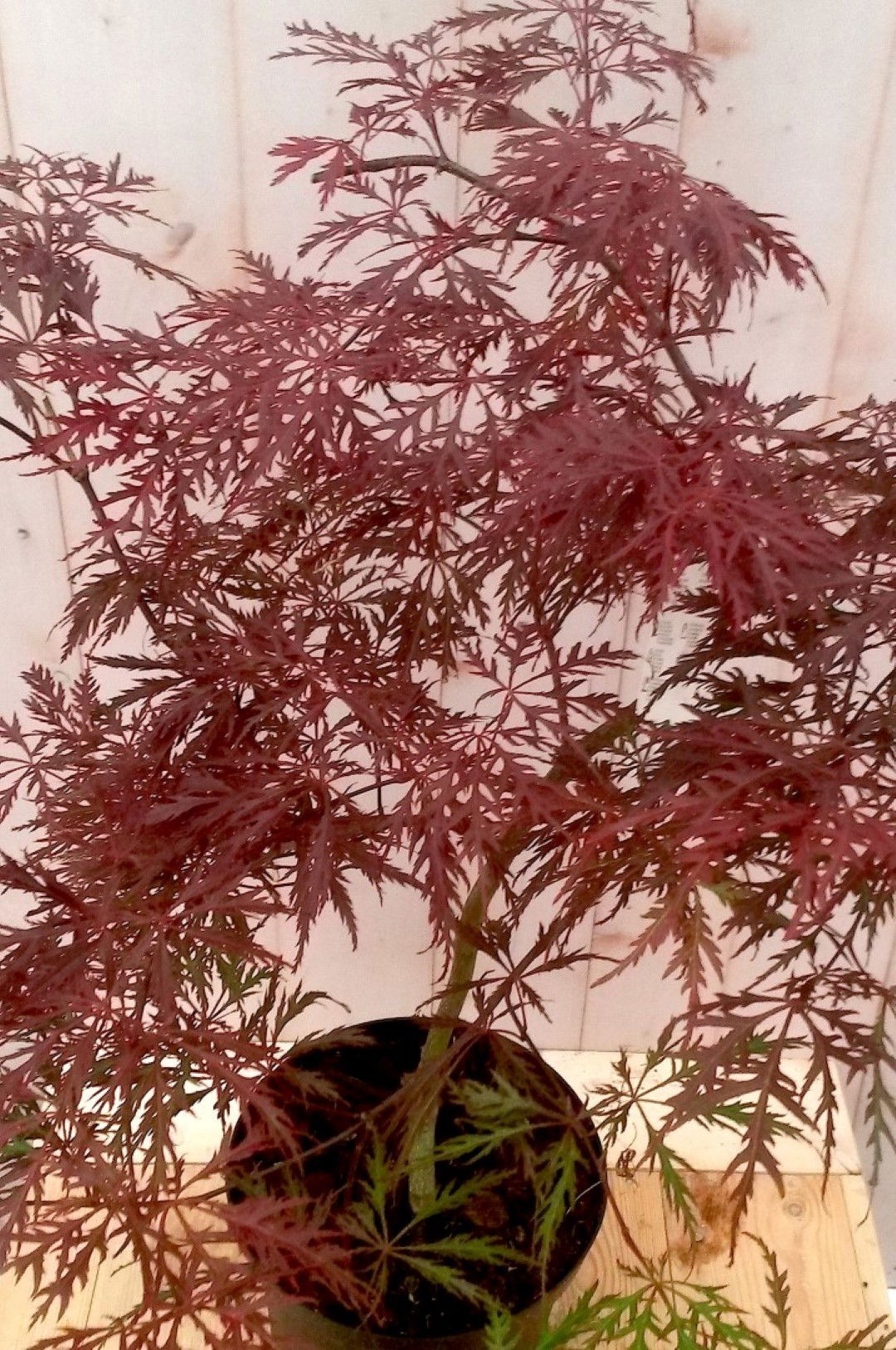https://cdn.warentuin.nl/media/catalog/product/1/7/1728149900041491_2_warentuin_struik_japanse_esdoorn_rood_smal_blad_struikje_90__cb65.jpg