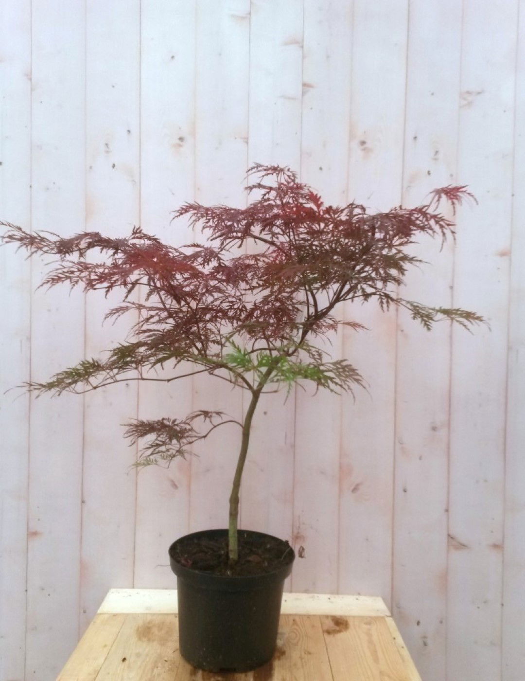 Japanse esdoorn rood smal blad struikje 90 cm Warentuin Natuurlijk