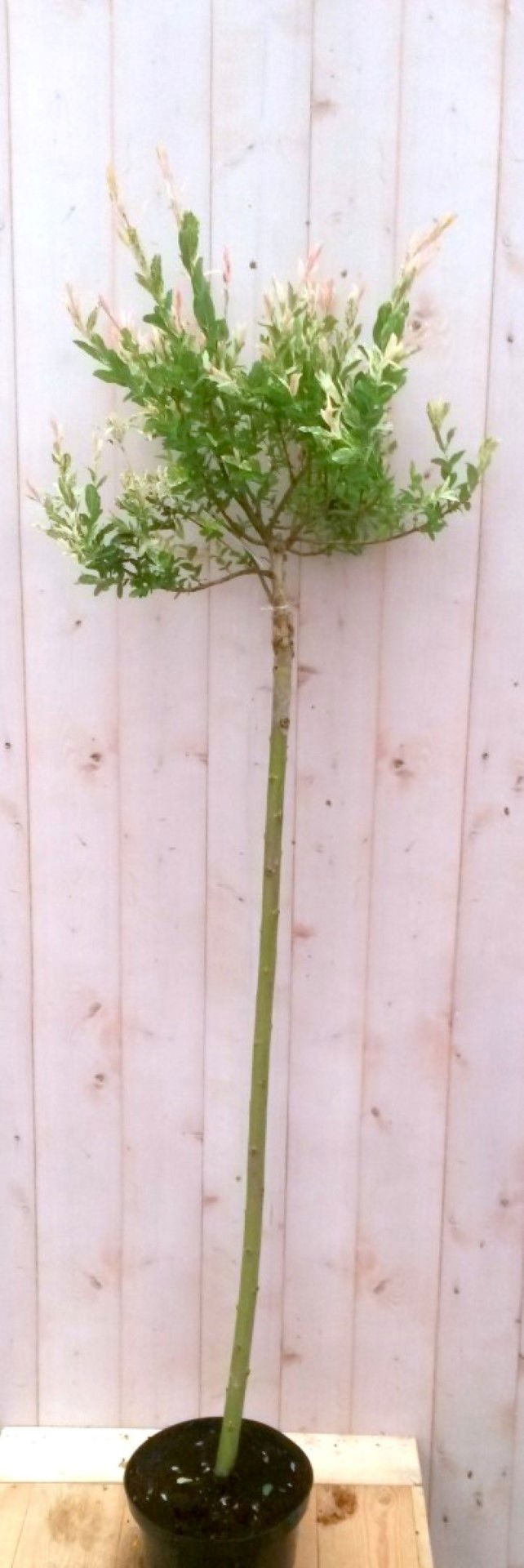 https://cdn.warentuin.nl/media/catalog/product/1/7/1728149900041494_warentuin_boom_flamingo_salix_180_cm_boom_1_718f.jpg