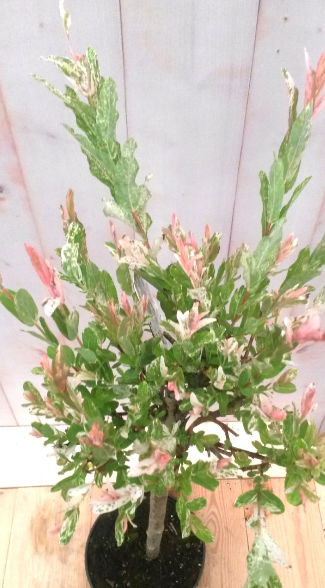 https://cdn.warentuin.nl/media/catalog/product/1/7/1728149900041495_3_warentuin_boom_flamingo_salix_80_cm_boom_1_7f75.jpg