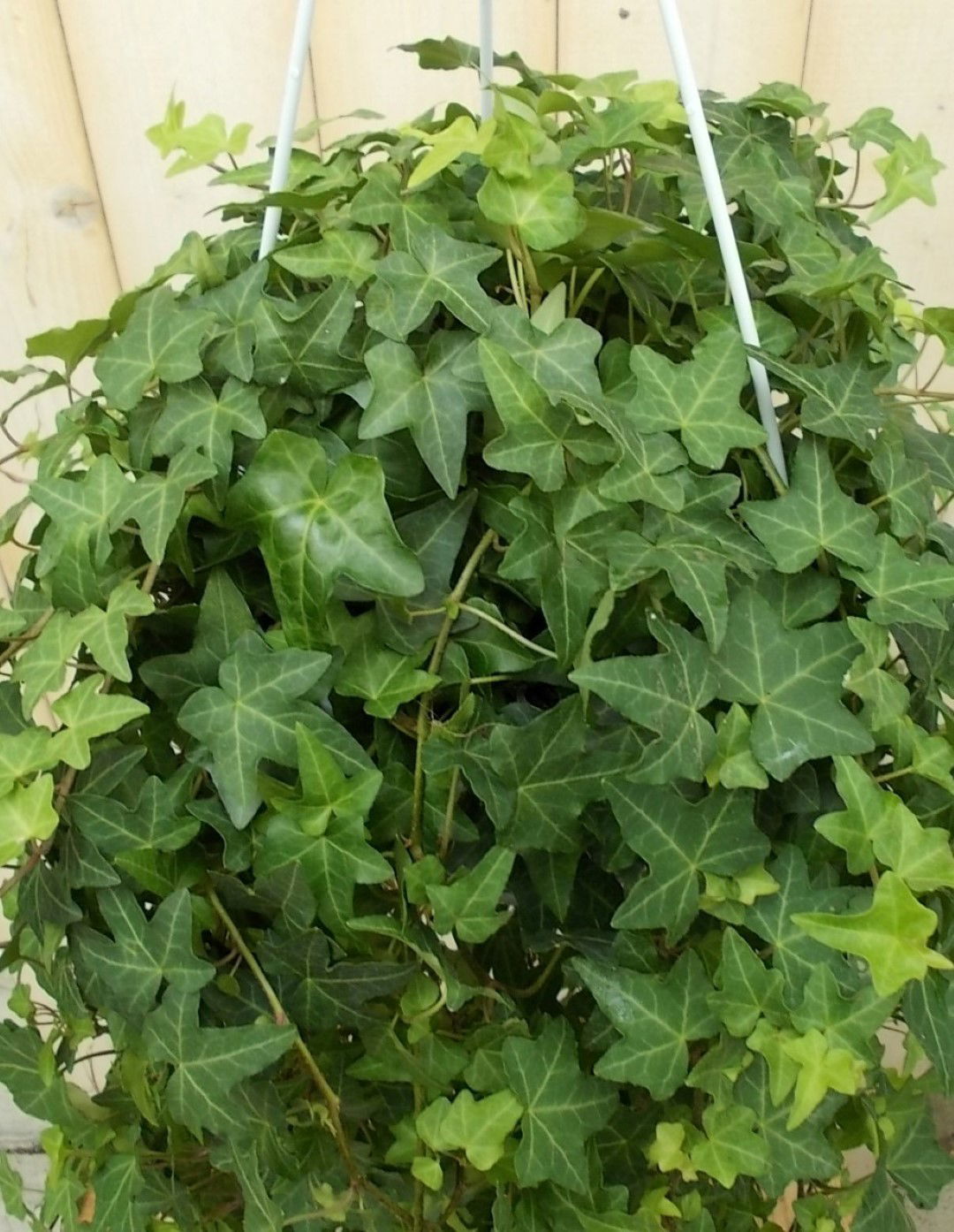 https://cdn.warentuin.nl/media/catalog/product/1/7/1728149900041518_2_warentuin_vaste_plant_hang_klimop_100_cm_vaste_plant_1_d485.jpg