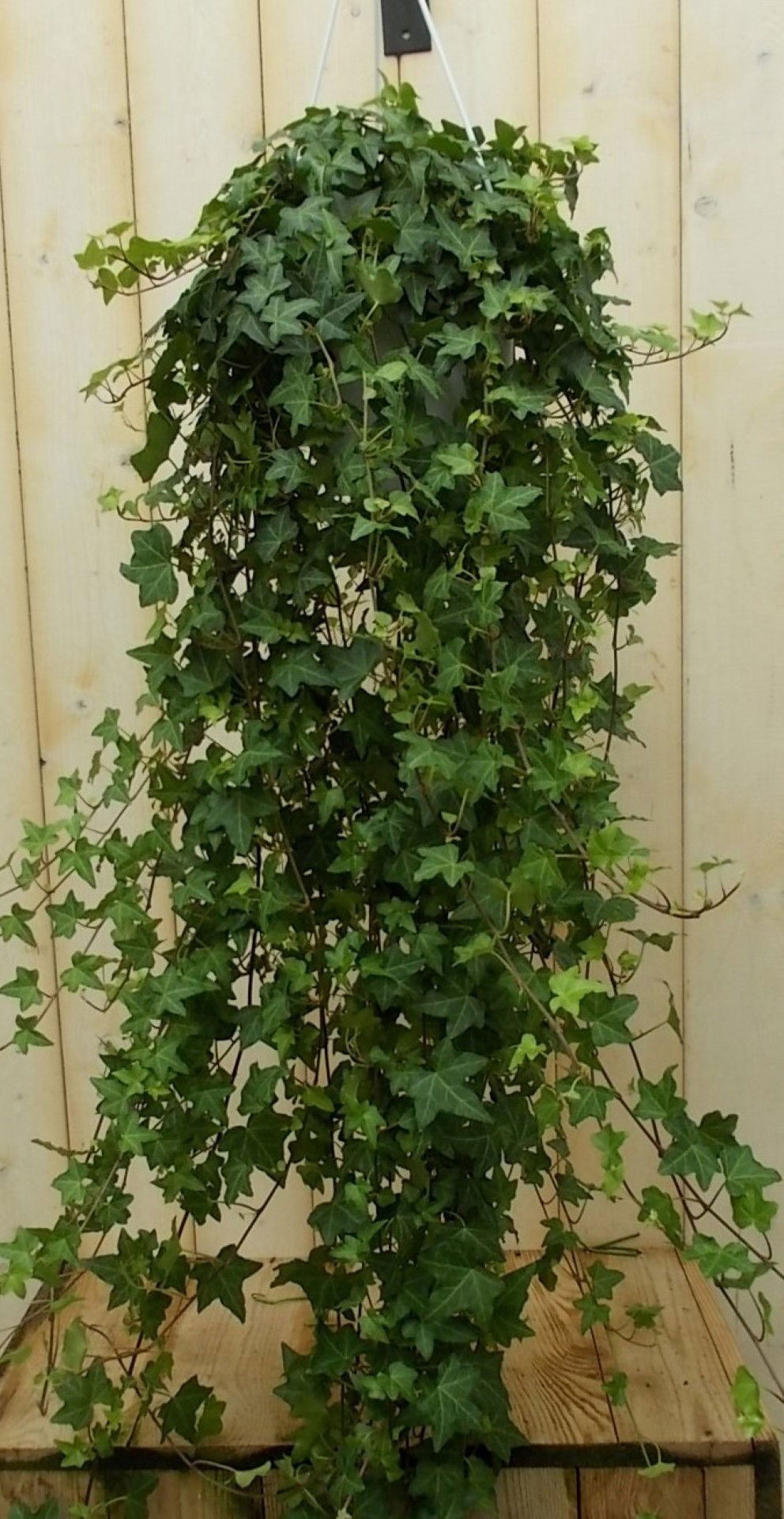https://cdn.warentuin.nl/media/catalog/product/1/7/1728149900041518_warentuin_vaste_plant_hang_klimop_100_cm_vaste_plant_1_3850.jpg