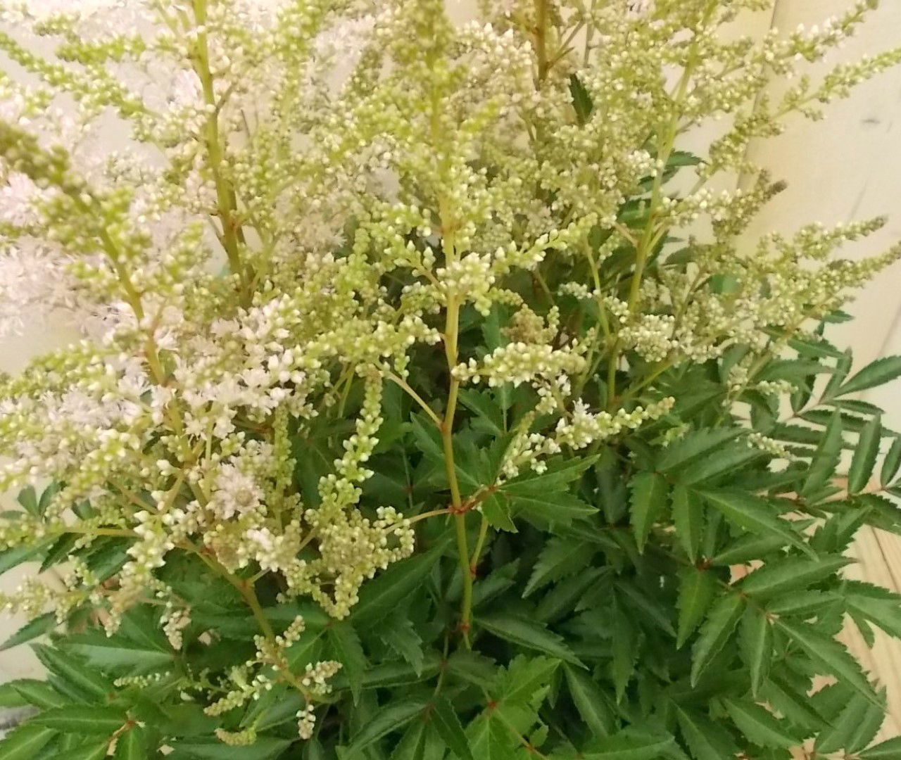https://cdn.warentuin.nl/media/catalog/product/1/7/1728149900041520_2_warentuin_vaste_plant_astilbe_wit_vaste_plant_1_f78a.jpg