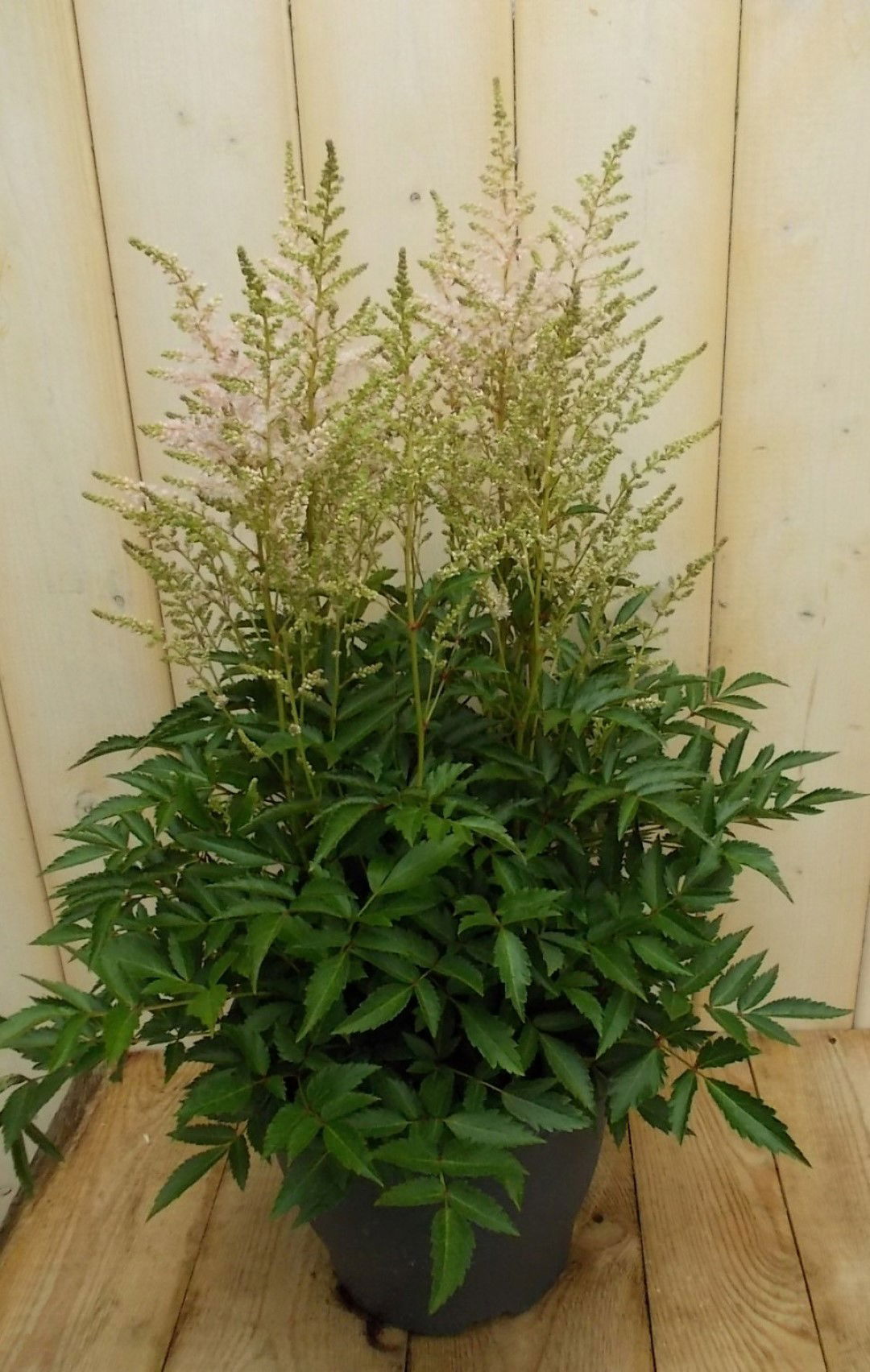 https://cdn.warentuin.nl/media/catalog/product/1/7/1728149900041520_warentuin_vaste_plant_astilbe_wit_vaste_plant_1_b5e3.jpg