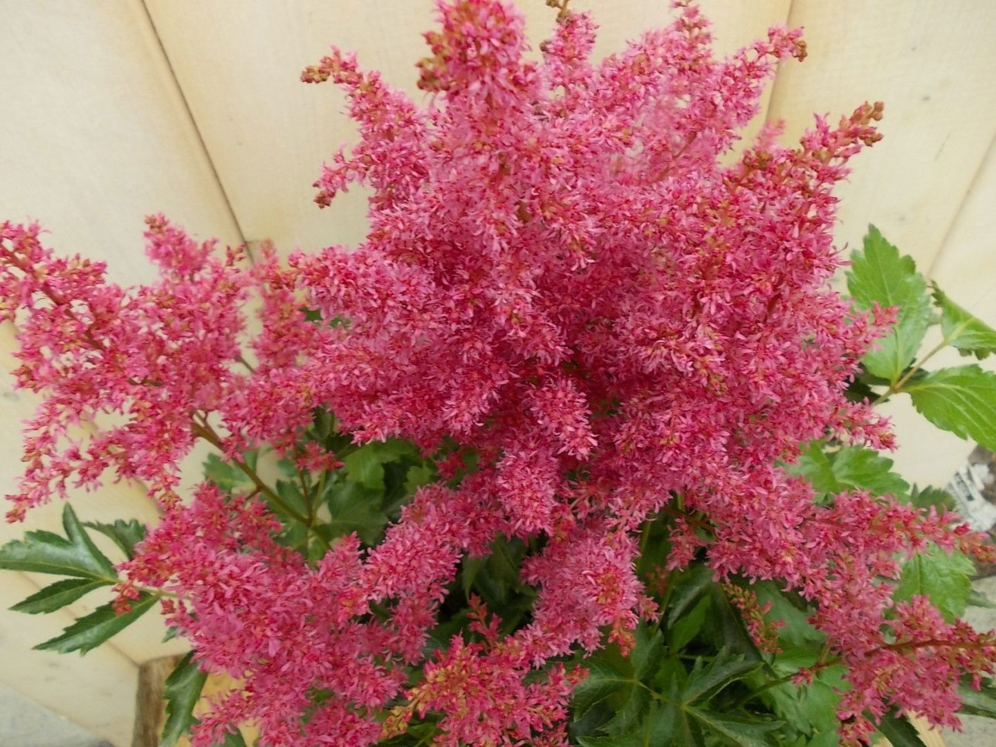 https://cdn.warentuin.nl/media/catalog/product/1/7/1728149900041521_2_warentuin_vaste_plant_astilbe_roze_vaste_plant_1_0a1e.jpg