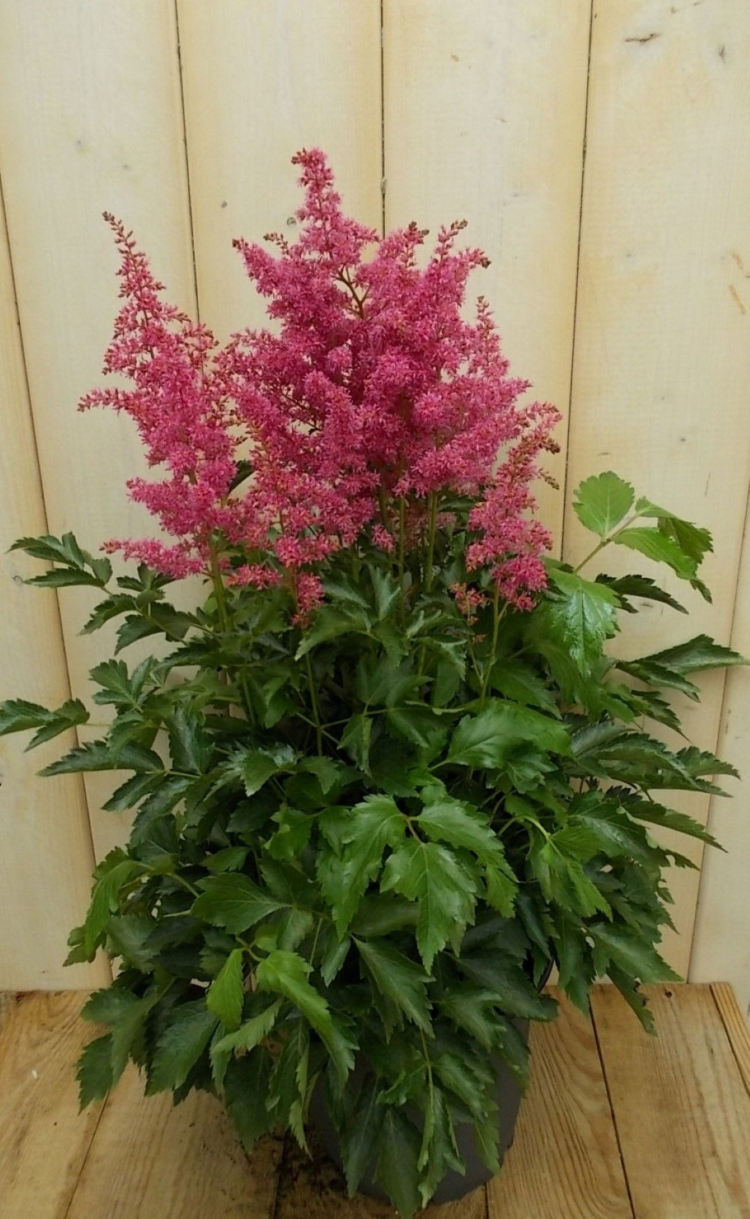 https://cdn.warentuin.nl/media/catalog/product/1/7/1728149900041521_warentuin_vaste_plant_astilbe_roze_vaste_plant_1_e684.jpg