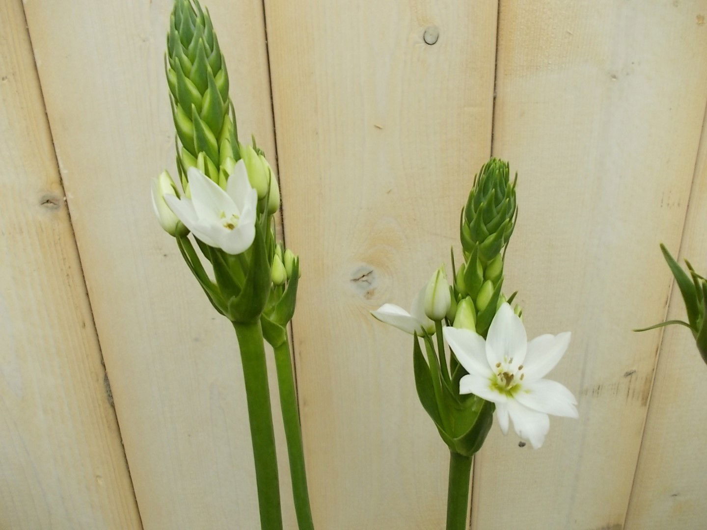 https://cdn.warentuin.nl/media/catalog/product/1/7/1728149900041524_2_warentuin_vaste_plant_zuidenwindlelie_vaste_plant_1_ea98.jpg