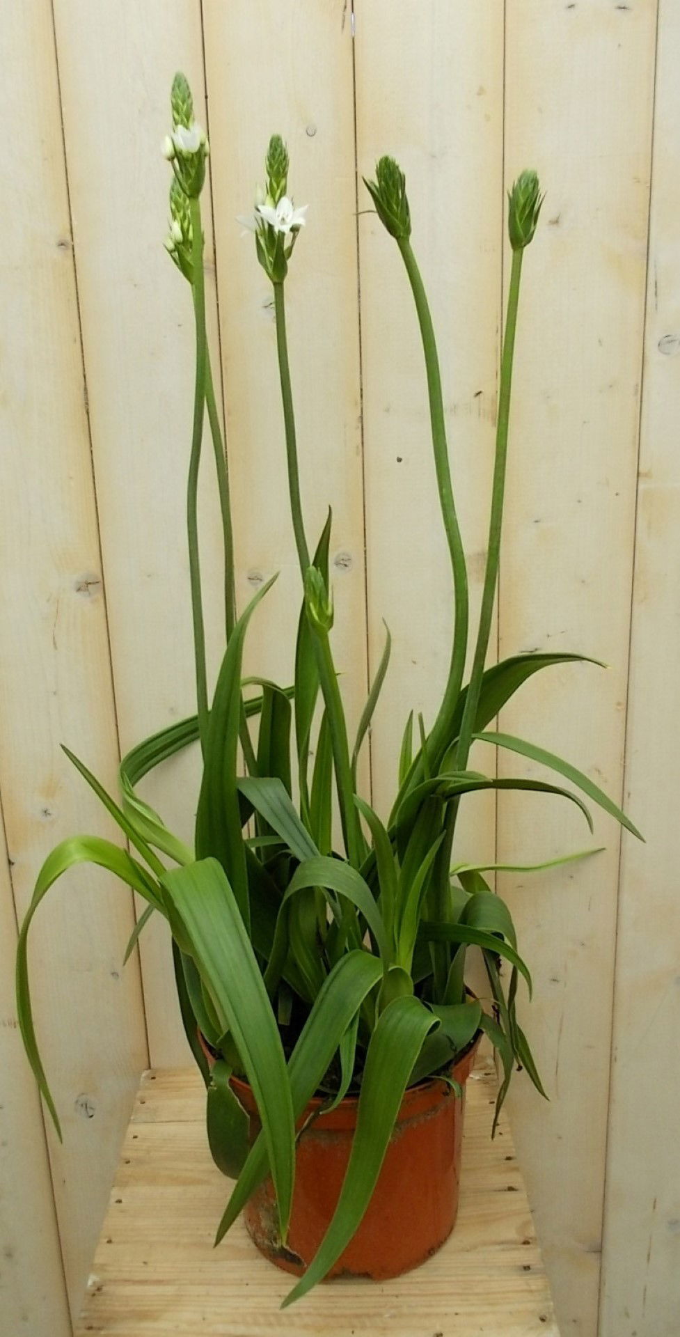 https://cdn.warentuin.nl/media/catalog/product/1/7/1728149900041524_warentuin_vaste_plant_zuidenwindlelie_vaste_plant_1_79f6.jpg