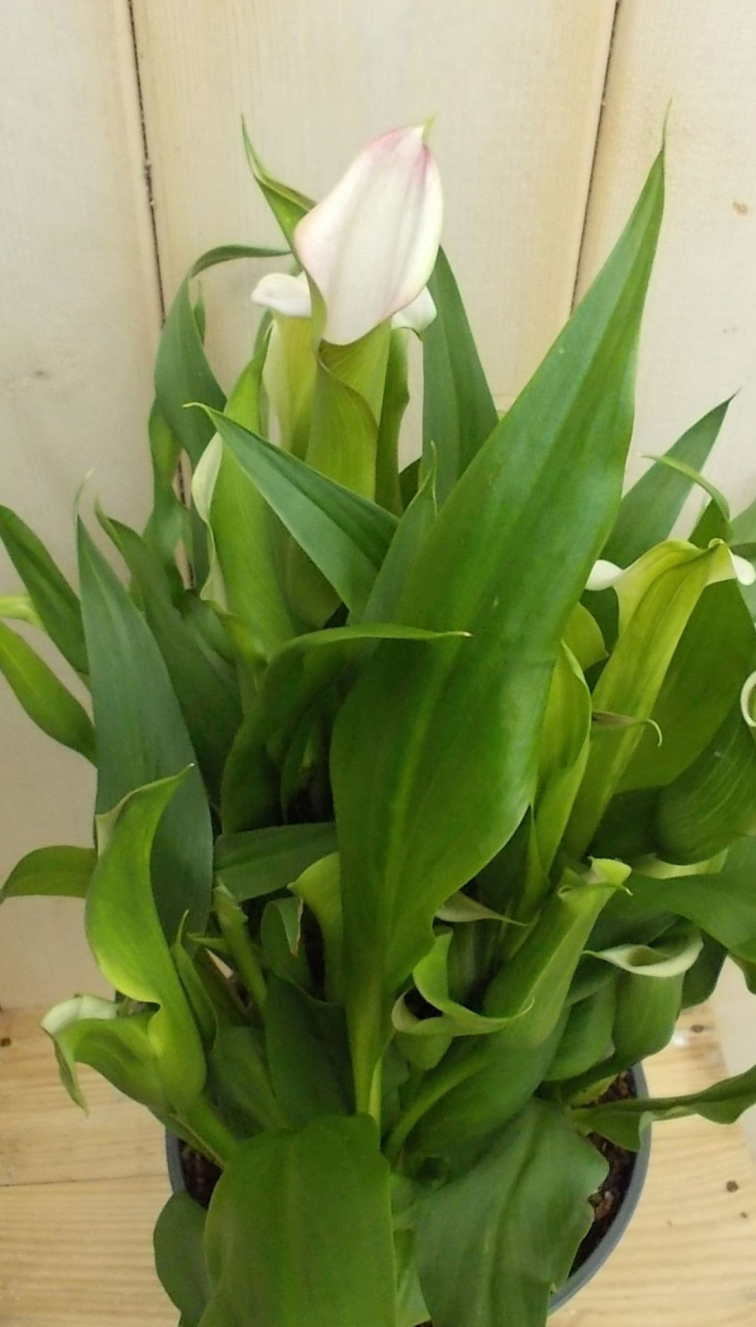 https://cdn.warentuin.nl/media/catalog/product/1/7/1728149900041525_2_warentuin_vaste_plant_calla_rozerood_vaste_plant_1_9e1d.jpg
