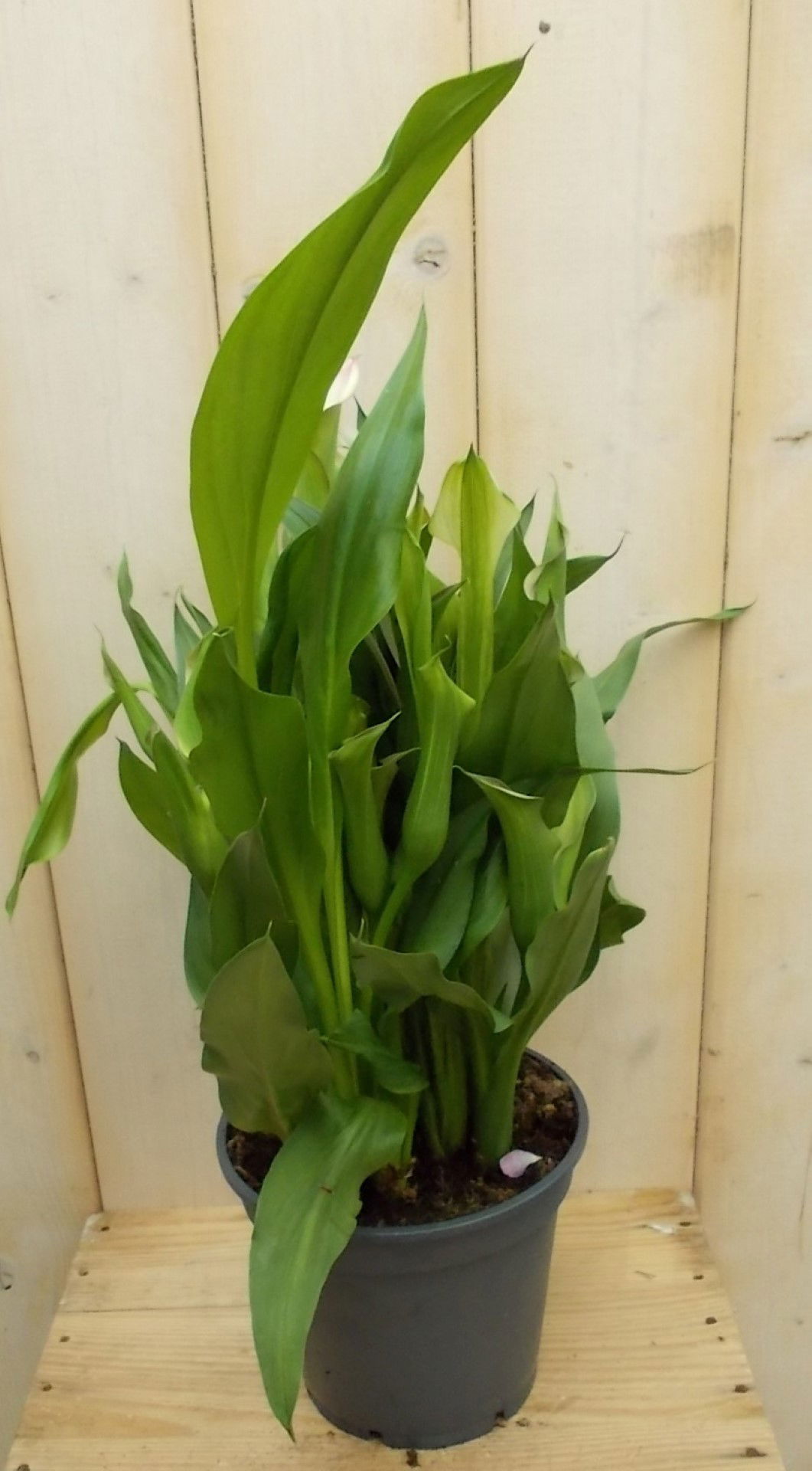 https://cdn.warentuin.nl/media/catalog/product/1/7/1728149900041525_warentuin_vaste_plant_calla_rozerood_vaste_plant_1_ecd1.jpg