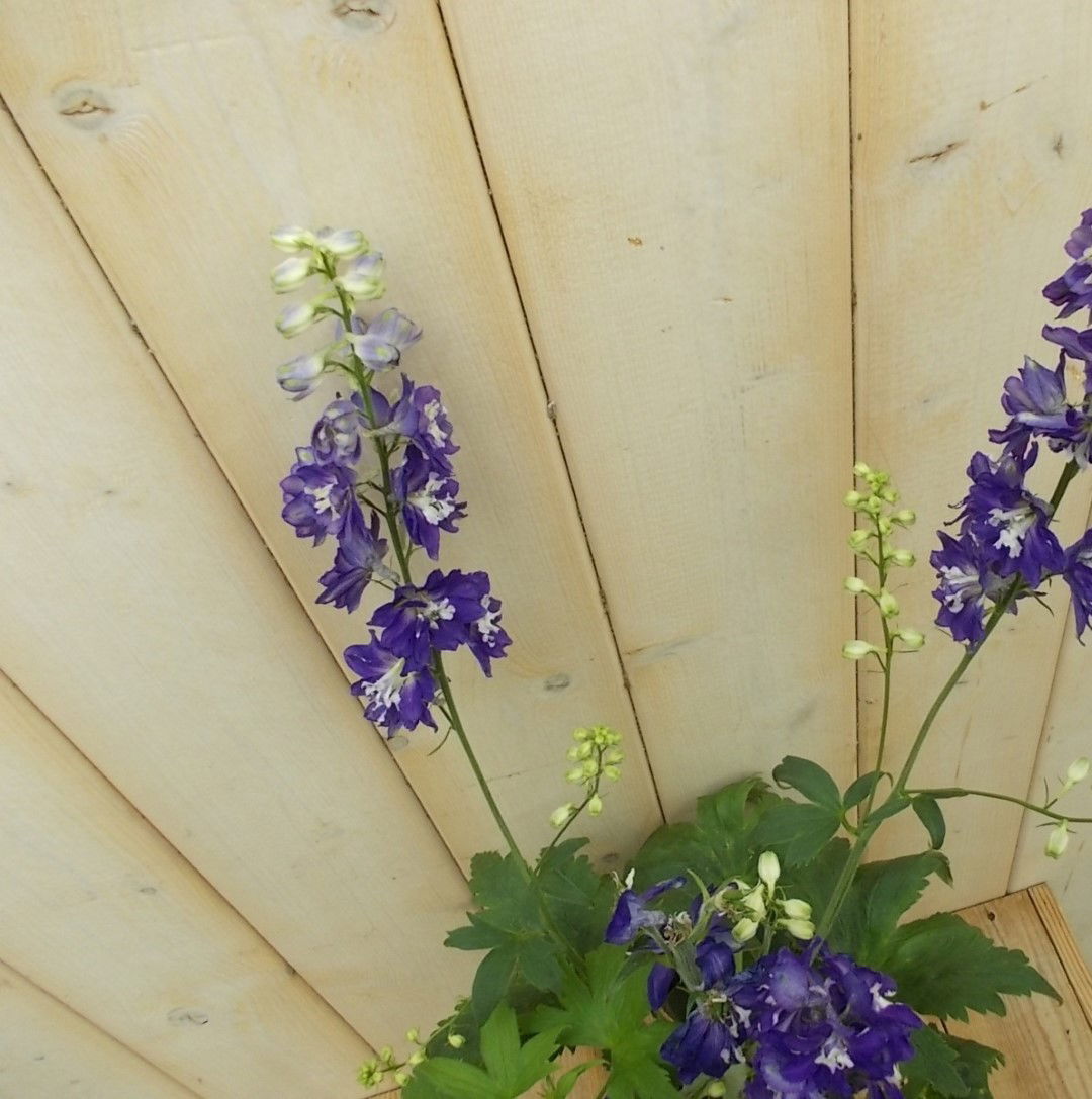 https://cdn.warentuin.nl/media/catalog/product/1/7/1728149900041527_2_warentuin_vaste_plant_ridderspoor_blauw_vaste_plant_1_53aa.jpg