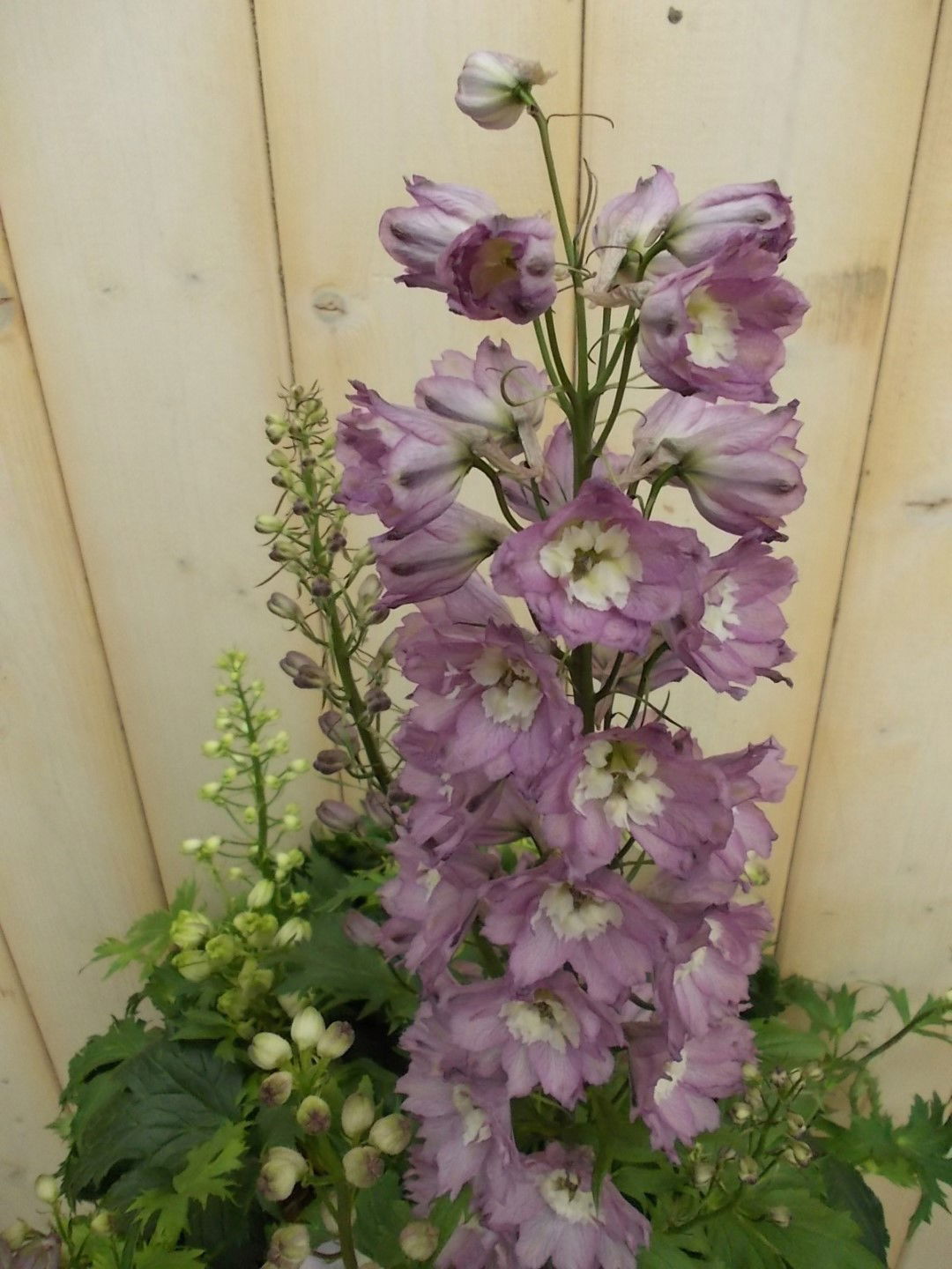 https://cdn.warentuin.nl/media/catalog/product/1/7/1728149900041528_2_warentuin_vaste_plant_ridderspoor_roze_vaste_plant_1_2523.jpg