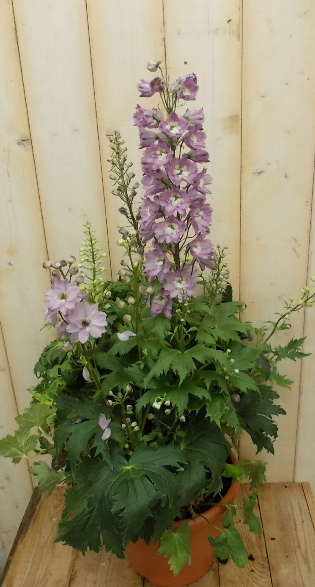 https://cdn.warentuin.nl/media/catalog/product/1/7/1728149900041528_warentuin_vaste_plant_ridderspoor_roze_vaste_plant_1_bb8d.jpg