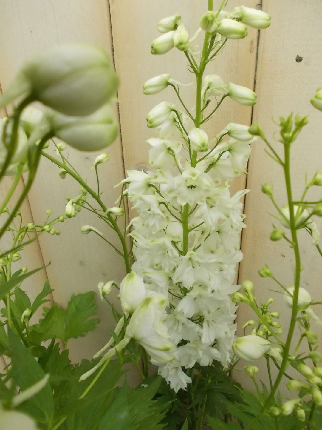 https://cdn.warentuin.nl/media/catalog/product/1/7/1728149900041529_2_warentuin_vaste_plant_ridderspoor_wit_vaste_plant_1_c95d.jpg