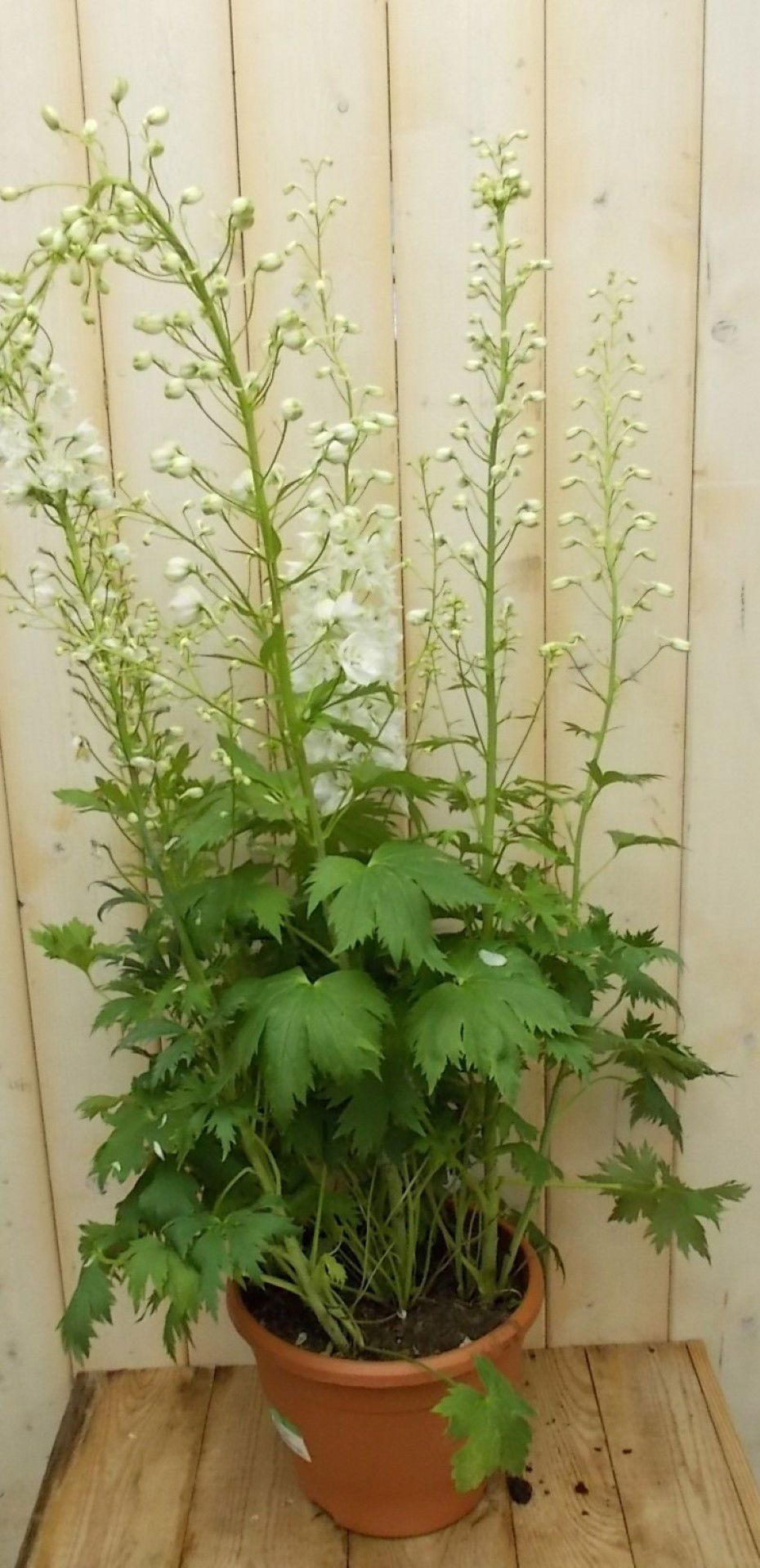 https://cdn.warentuin.nl/media/catalog/product/1/7/1728149900041529_warentuin_vaste_plant_ridderspoor_wit_vaste_plant_1_6592.jpg